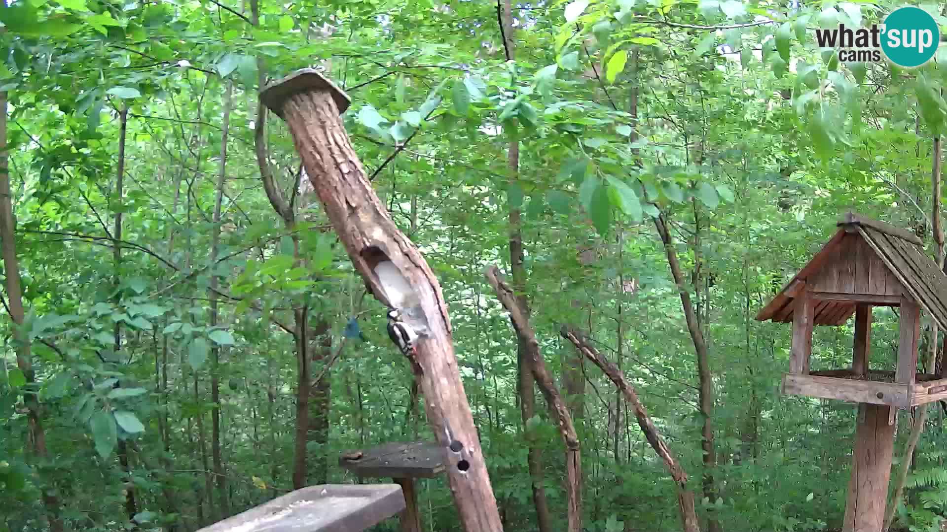 Krmilnice za ptiče v ZOO Ljubljana spletna kamera
