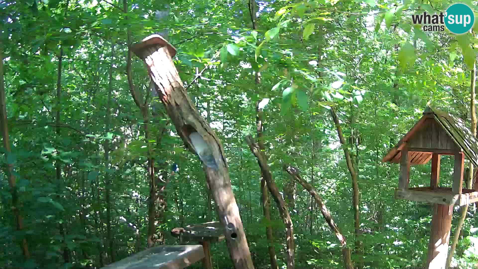 Bird feeders at ZOO Ljubljana webcam
