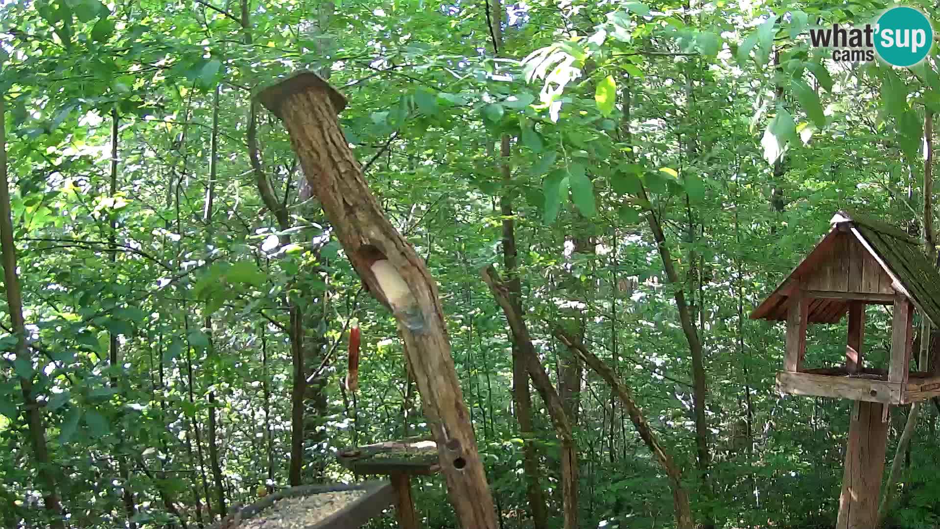 Comederos para pájaros en ZOO Ljubljana camera en vivo