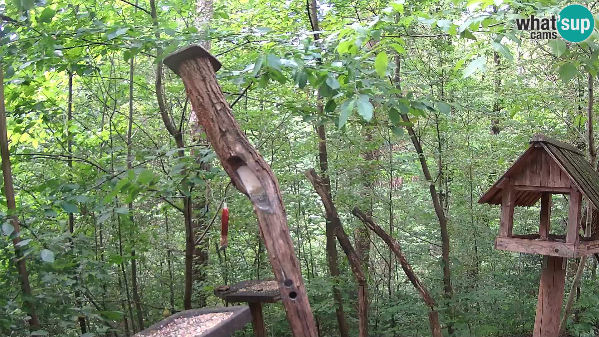 Hranilice za ptice u ZOO web kamera Ljubljana