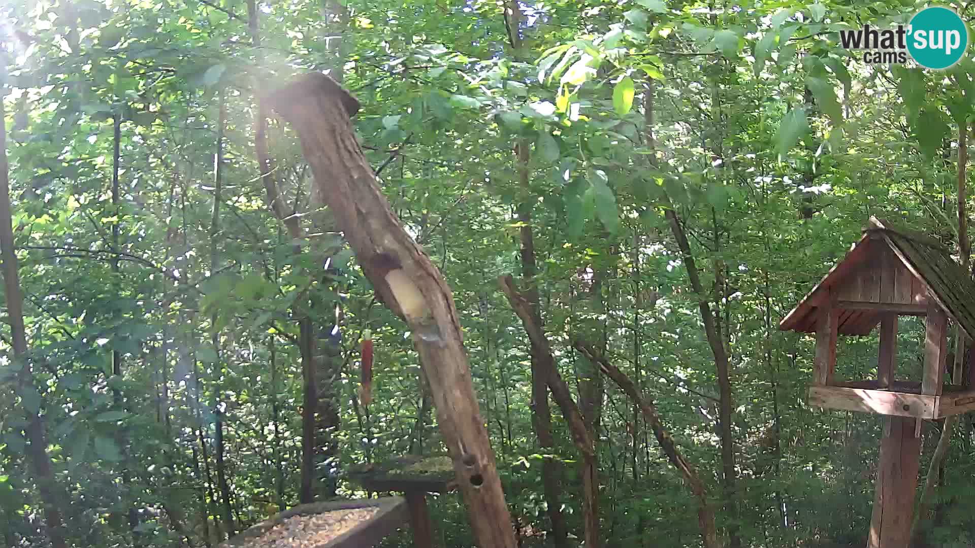 Krmilnice za ptiče v ZOO Ljubljana spletna kamera
