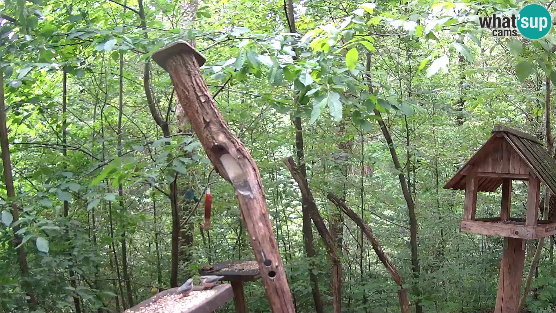 Hranilice za ptice u ZOO web kamera Ljubljana