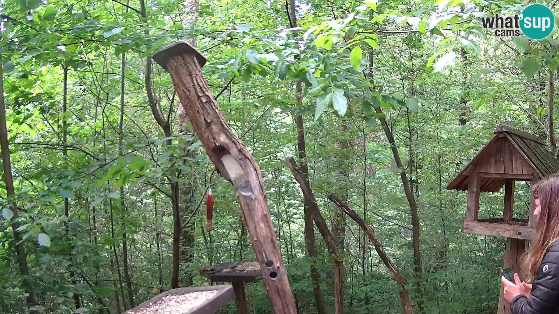 Bird feeders at ZOO Ljubljana webcam