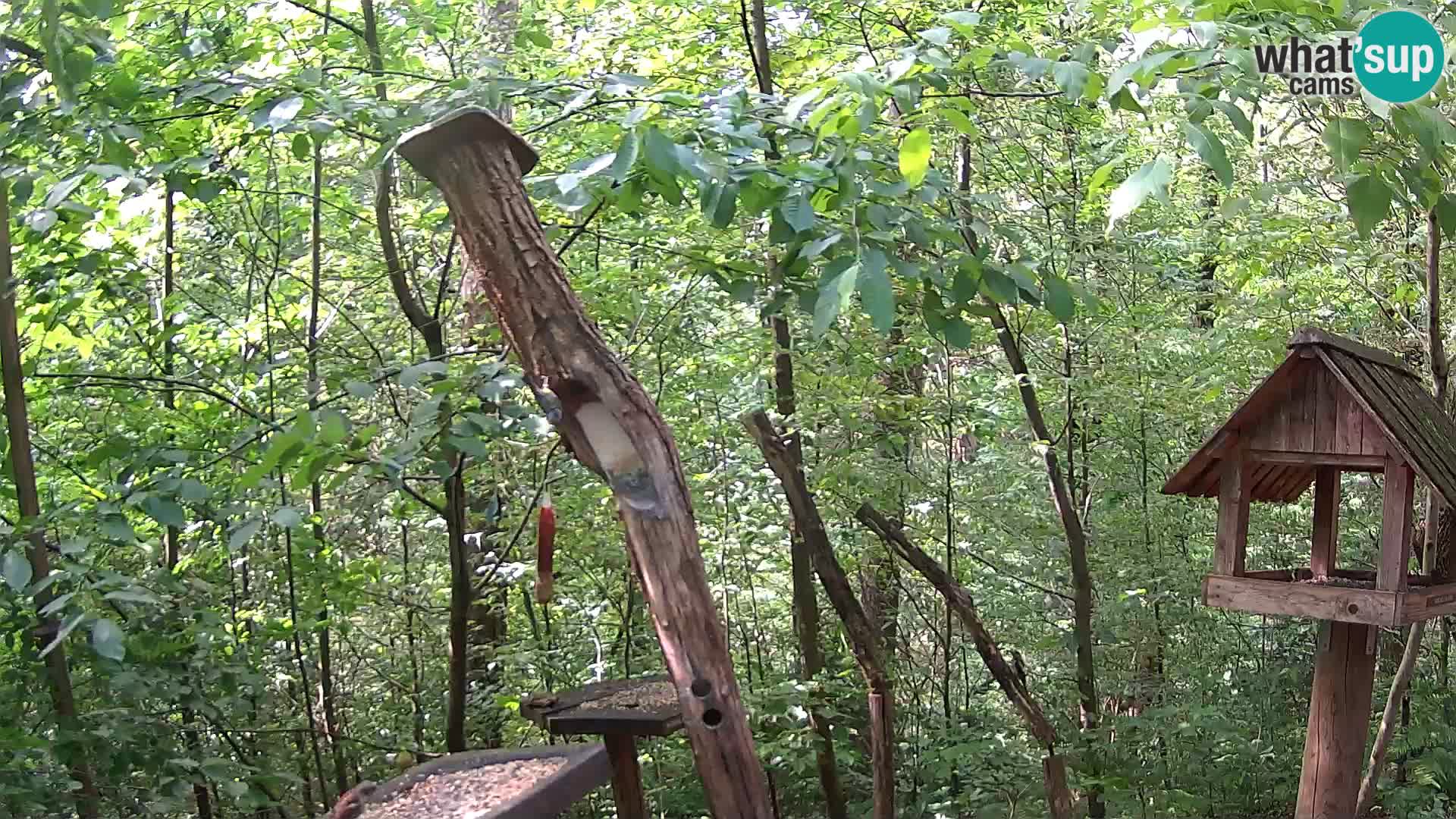 Hranilice za ptice u ZOO web kamera Ljubljana