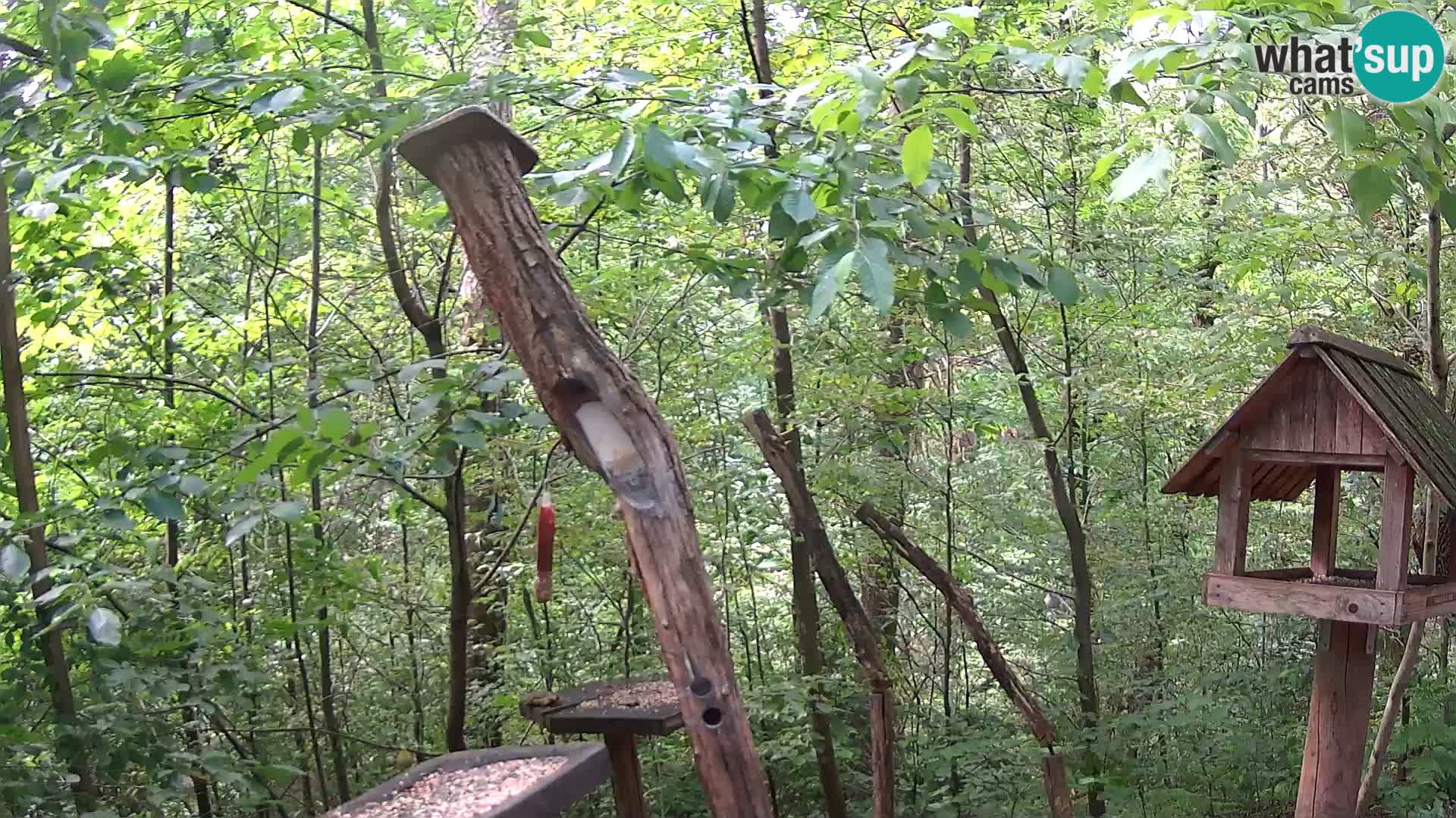 Comederos para pájaros en ZOO Ljubljana camera en vivo