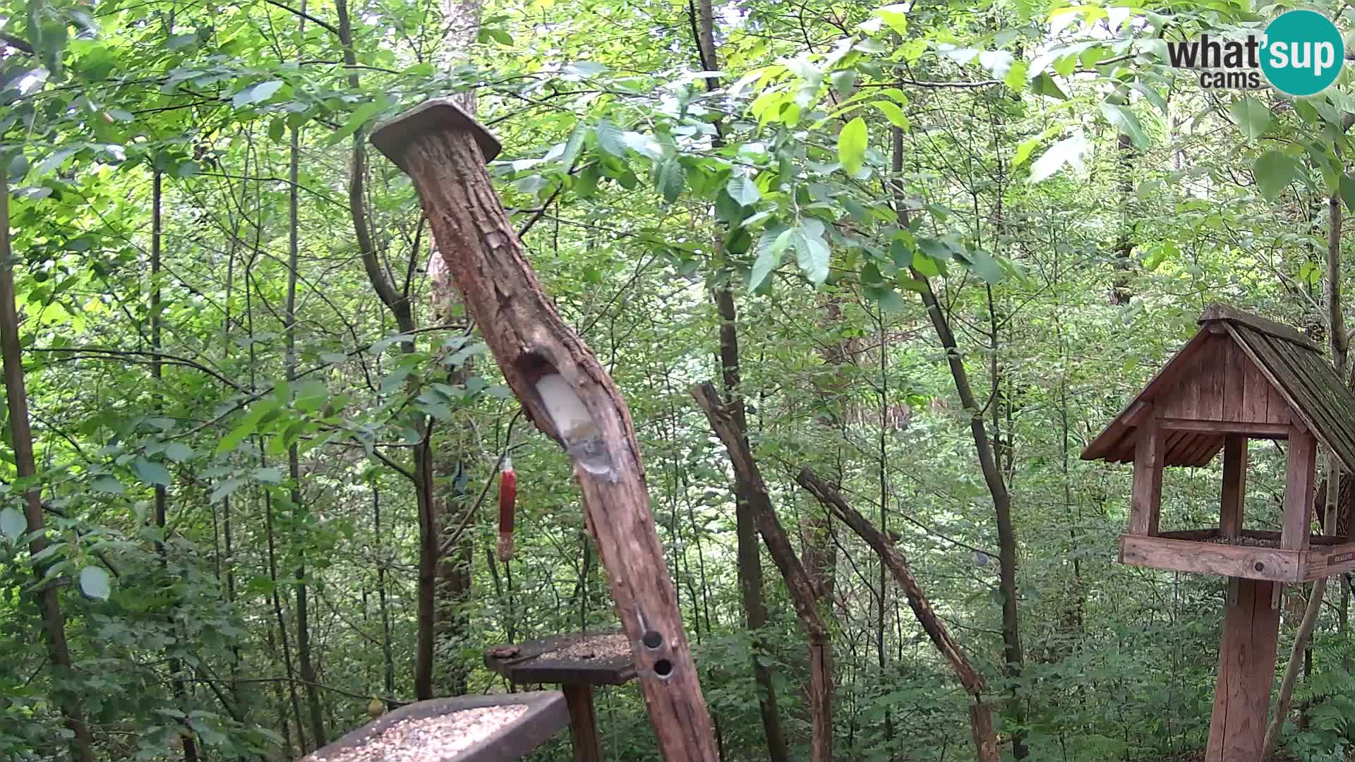 Bird feeders at ZOO Ljubljana webcam