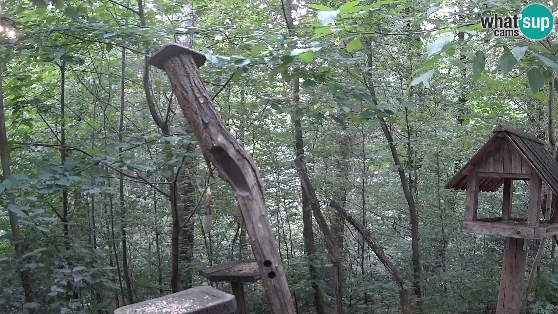 Bird feeders at ZOO Ljubljana webcam
