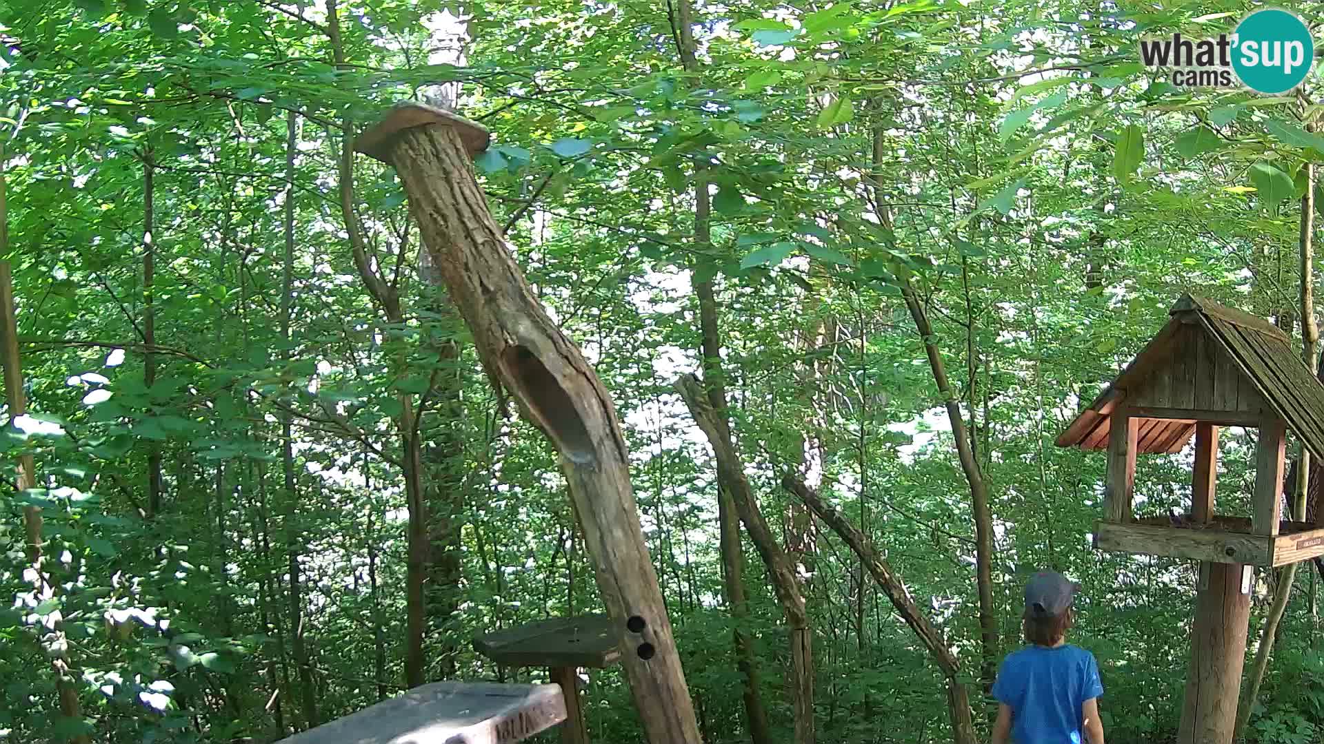 Bird feeders at ZOO Ljubljana webcam