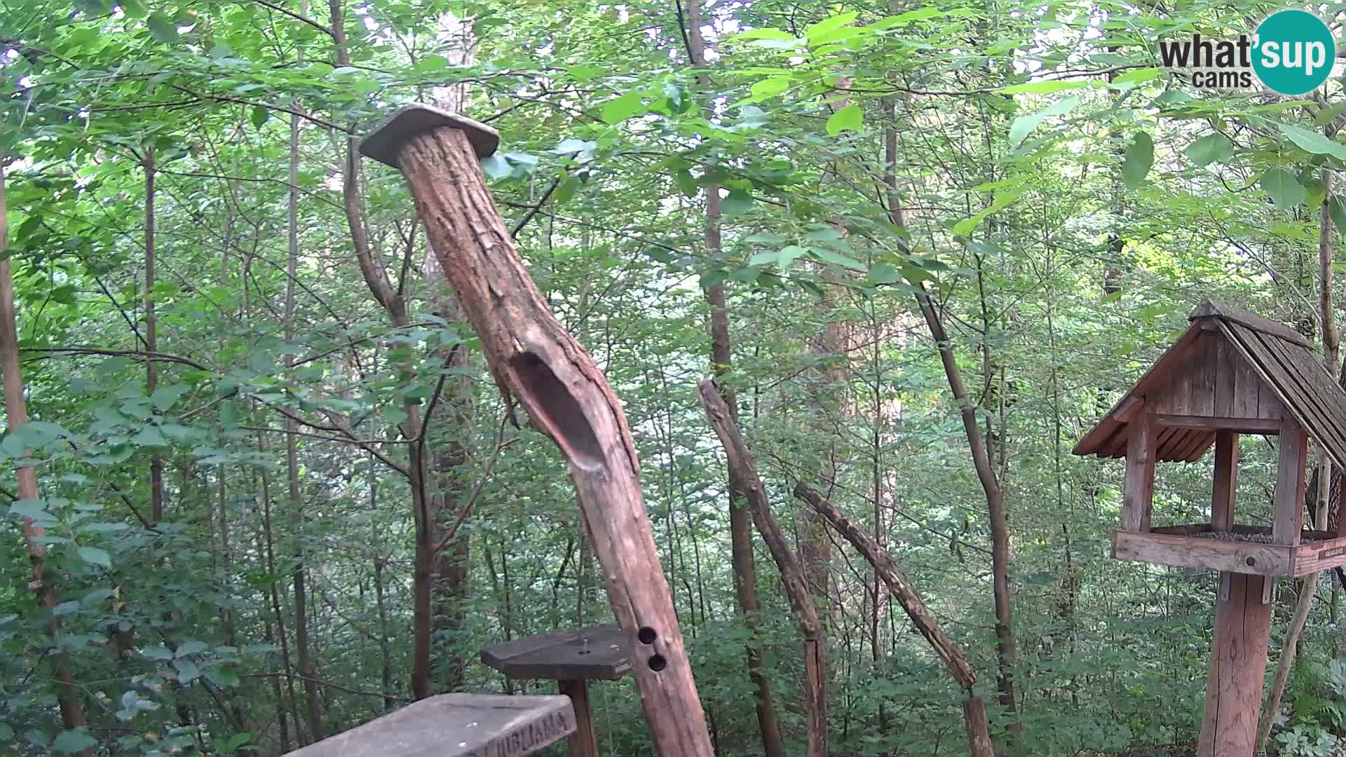 Krmilnice za ptiče v ZOO Ljubljana spletna kamera