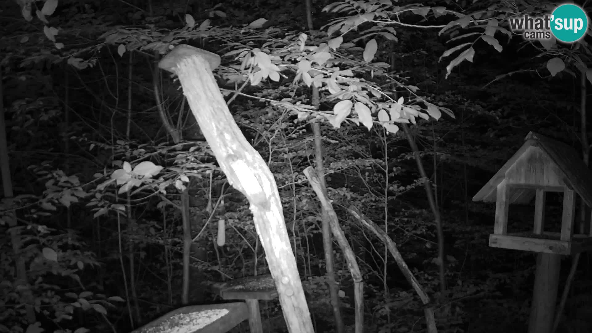 Mangeoires pour oiseaux au ZOO live webcam Ljubljana