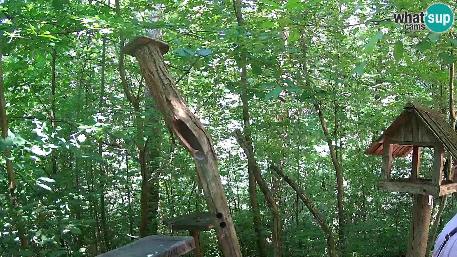 Mangeoires pour oiseaux au ZOO live webcam Ljubljana