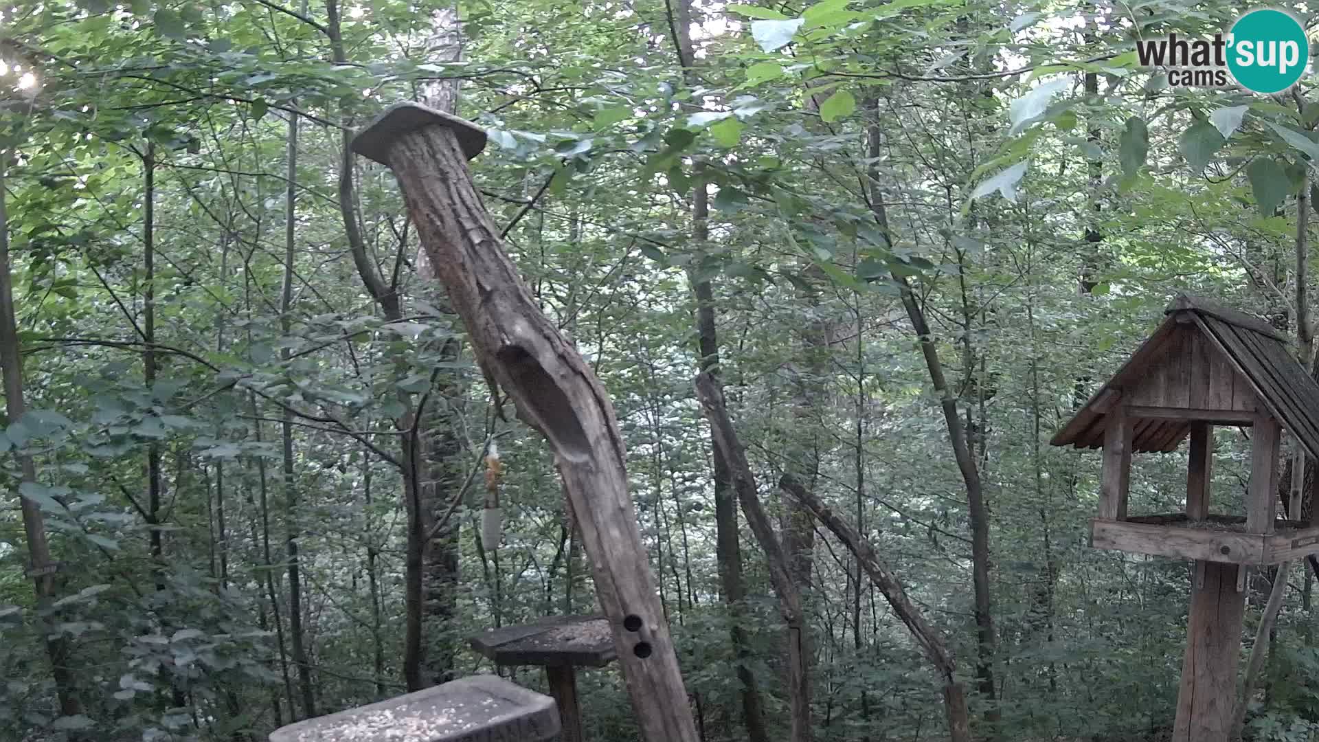 Mangiatoie per uccelli allo ZOO di Lubiana livecam