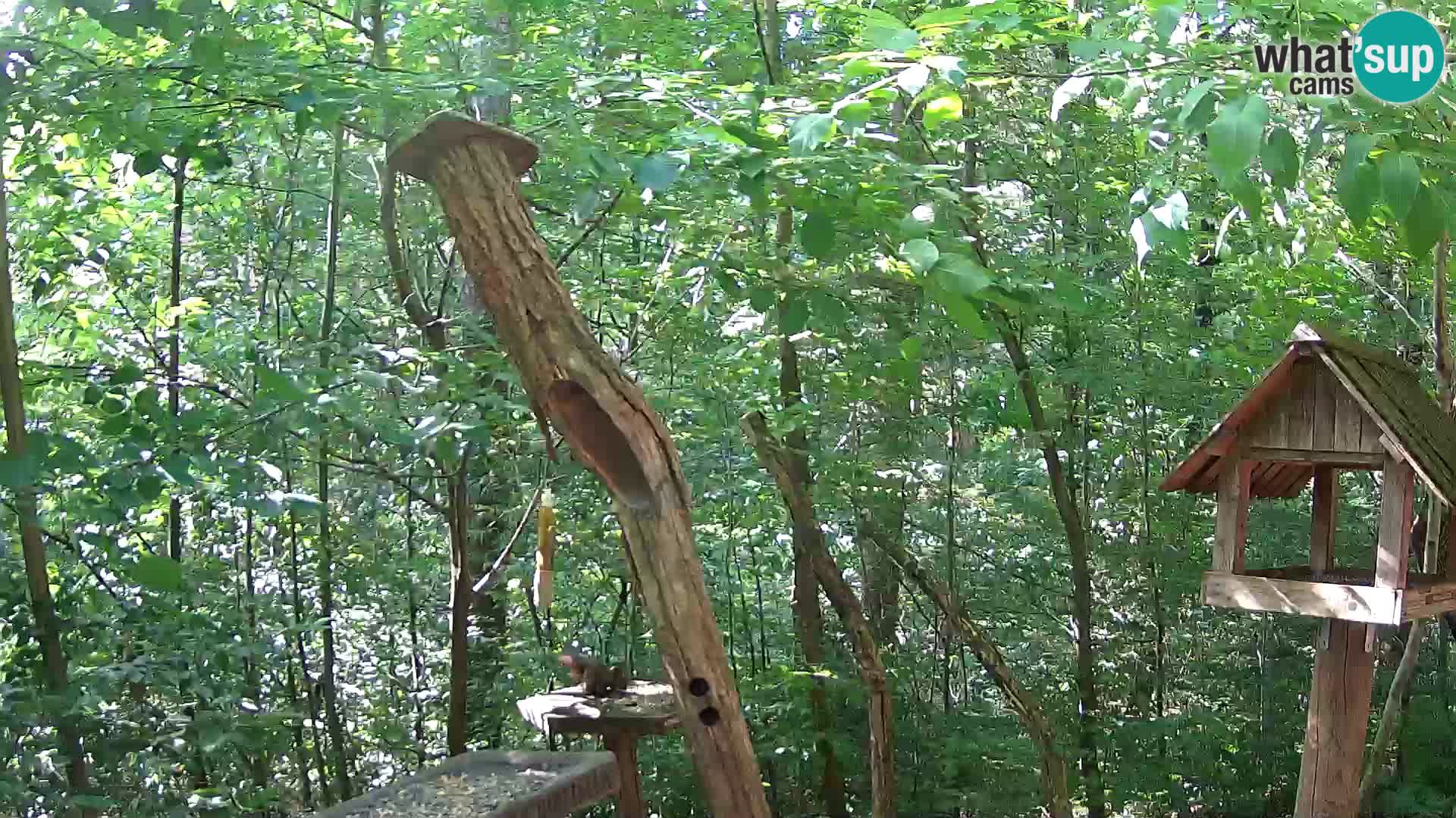 Bird feeders at ZOO Ljubljana webcam
