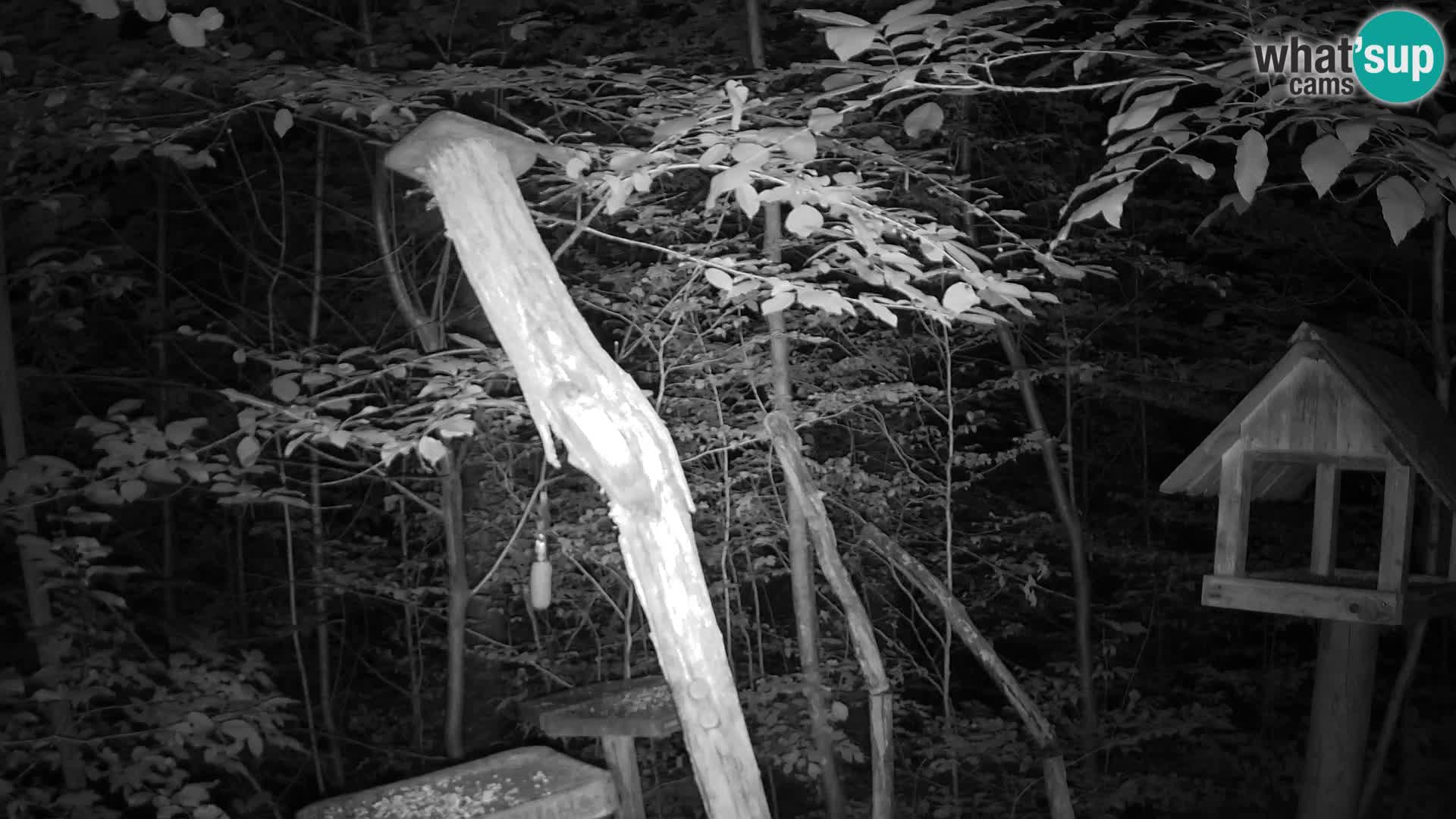 Bird feeders at ZOO Ljubljana webcam