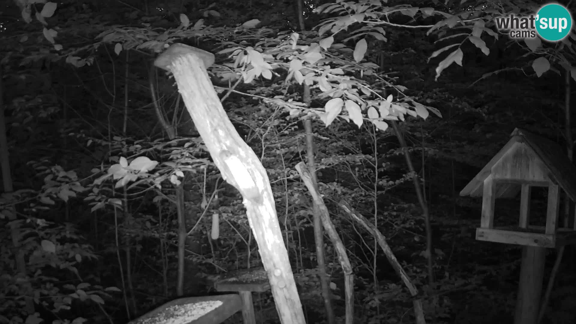 Bird feeders at ZOO Ljubljana webcam
