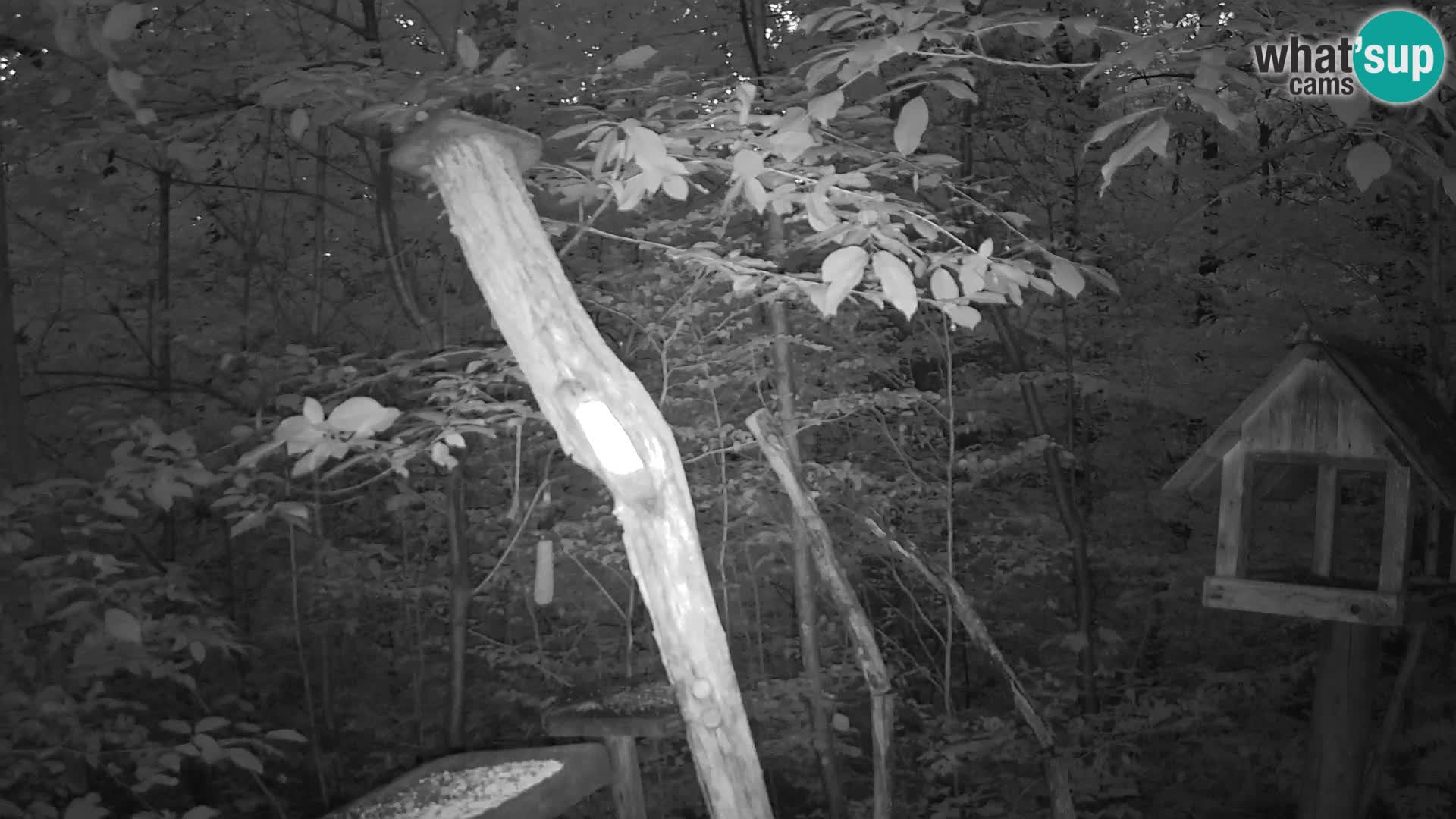 Bird feeders at ZOO Ljubljana webcam