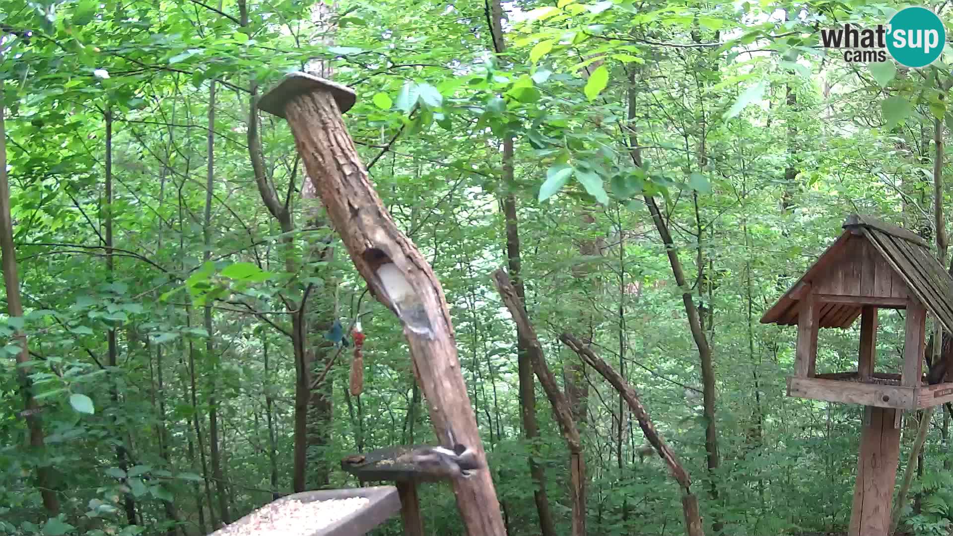 Mangeoires pour oiseaux au ZOO live webcam Ljubljana