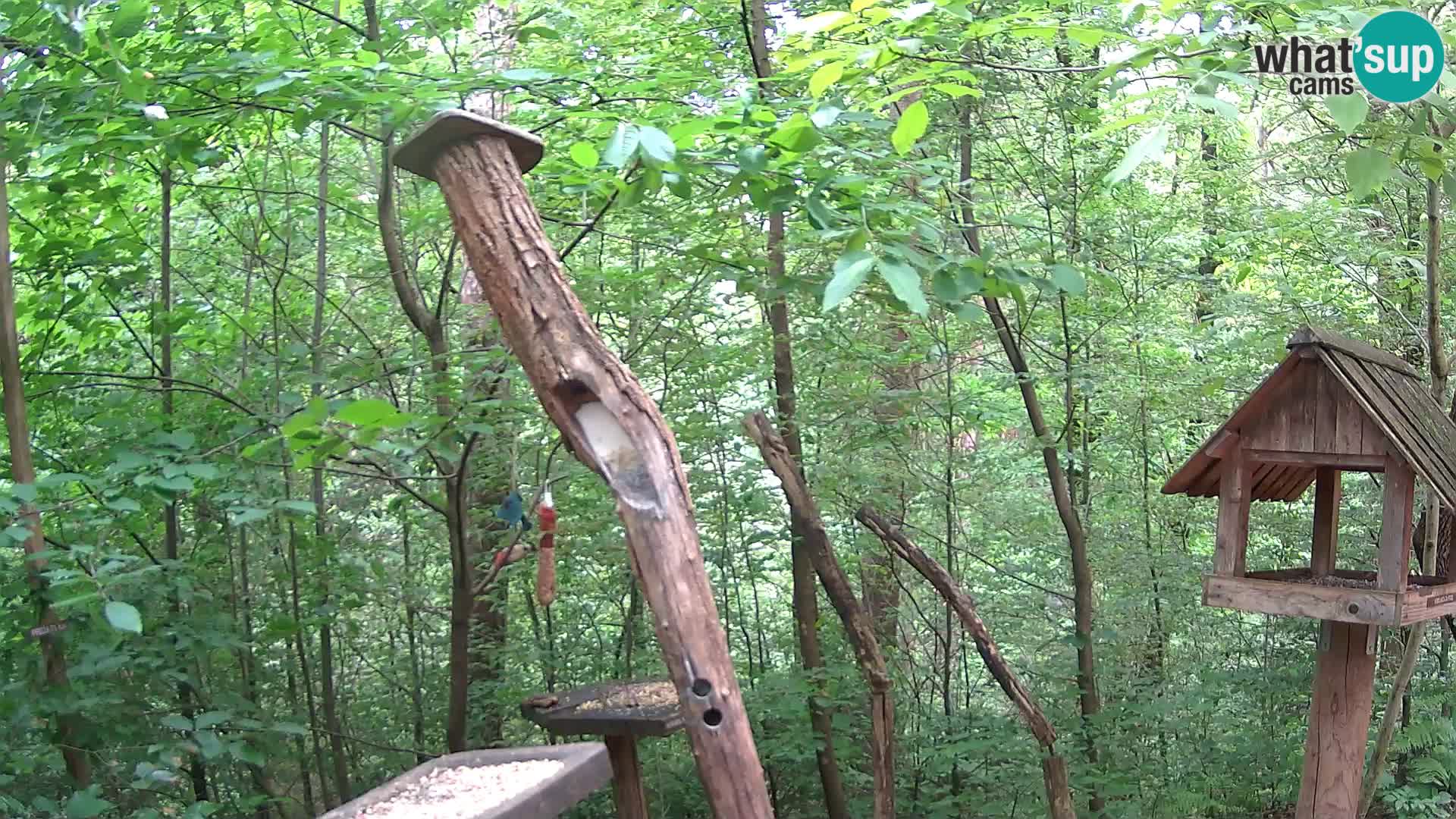 Hranilice za ptice u ZOO web kamera Ljubljana