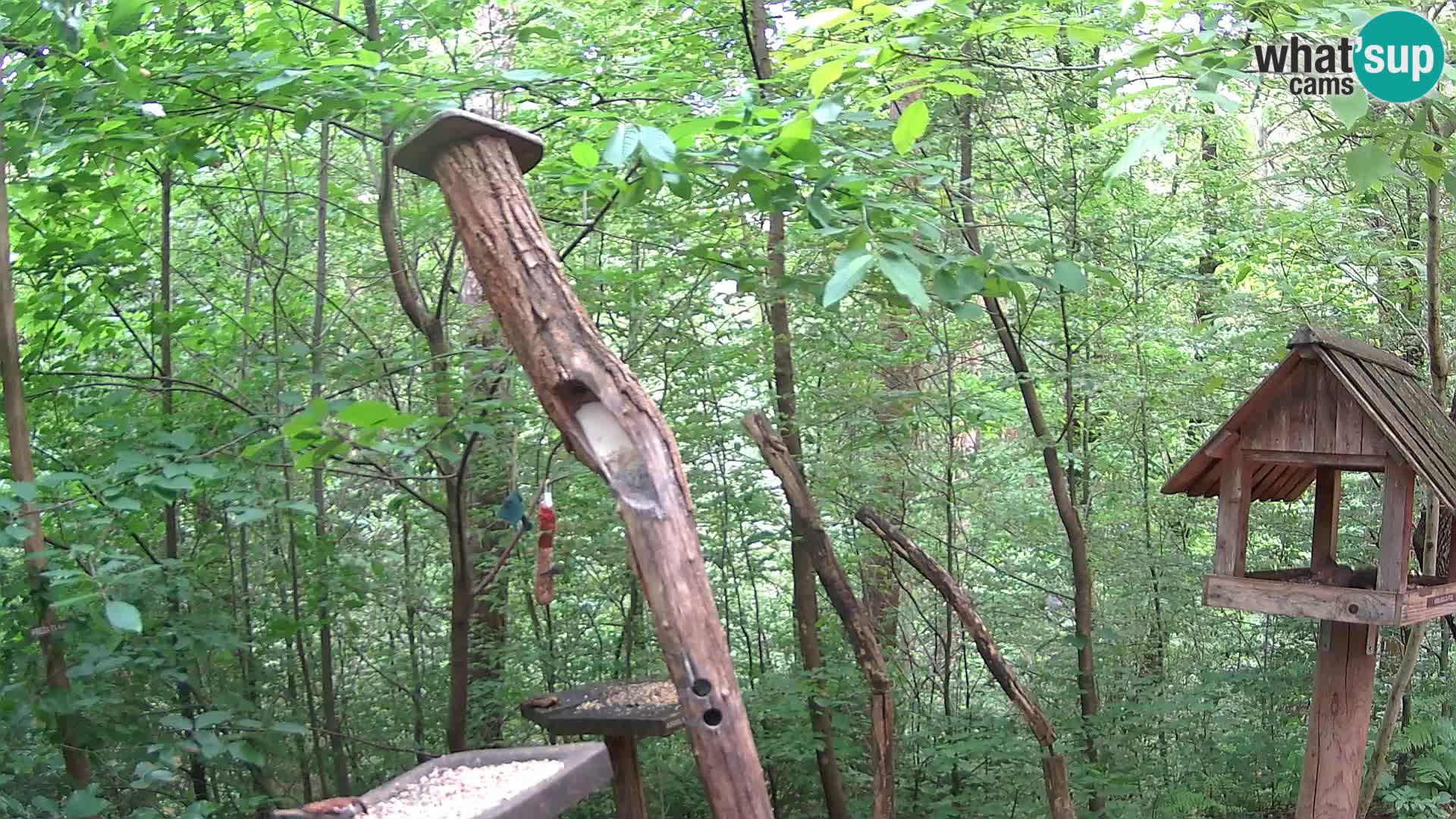 Krmilnice za ptiče v ZOO Ljubljana spletna kamera