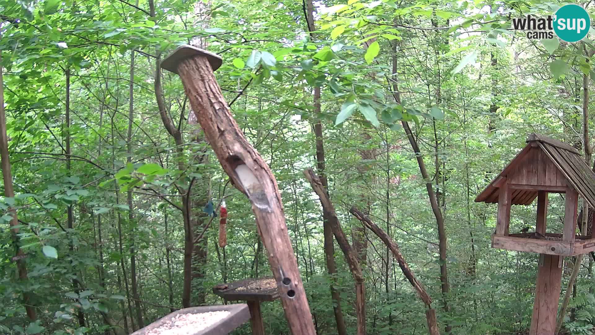 Krmilnice za ptiče v ZOO Ljubljana spletna kamera