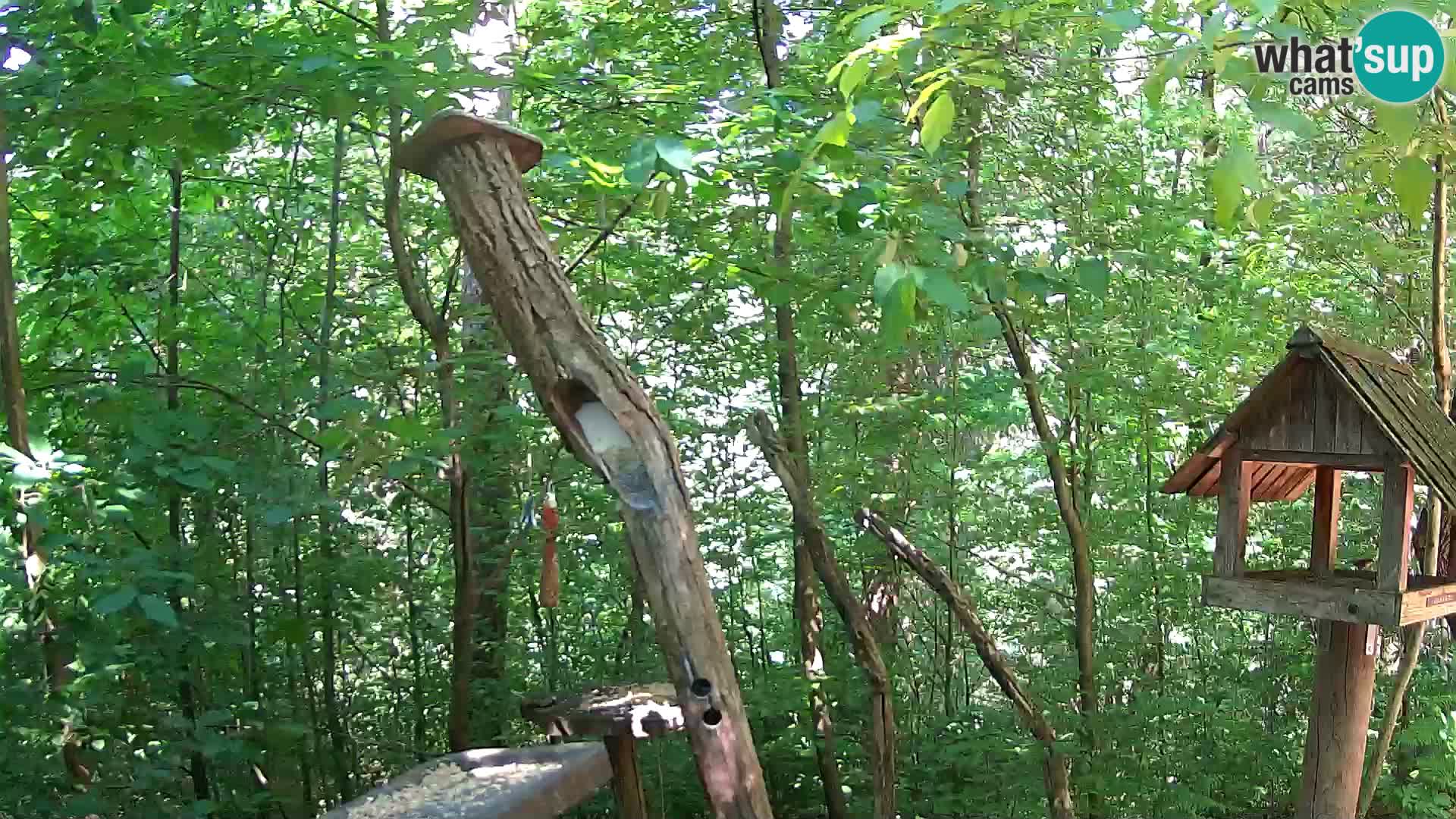 Krmilnice za ptiče v ZOO Ljubljana spletna kamera