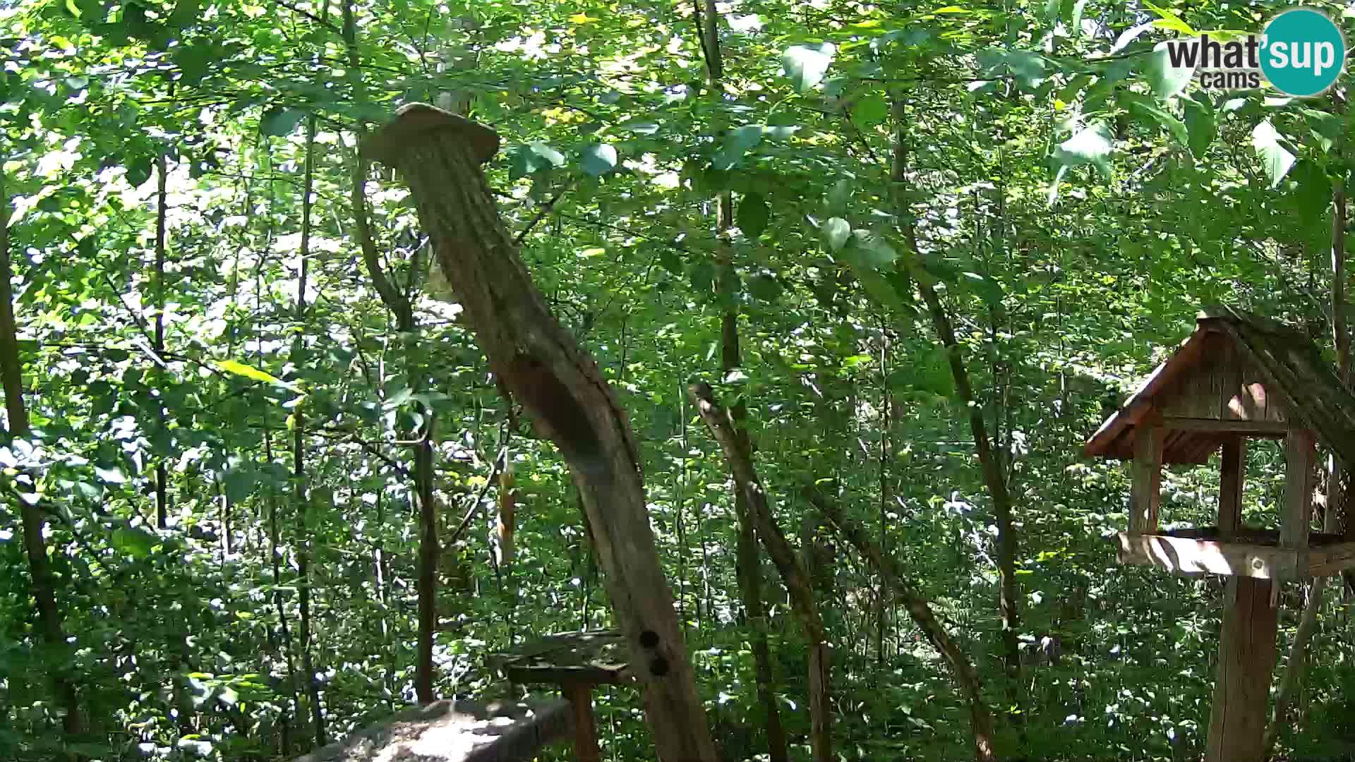 Hranilice za ptice u ZOO web kamera Ljubljana