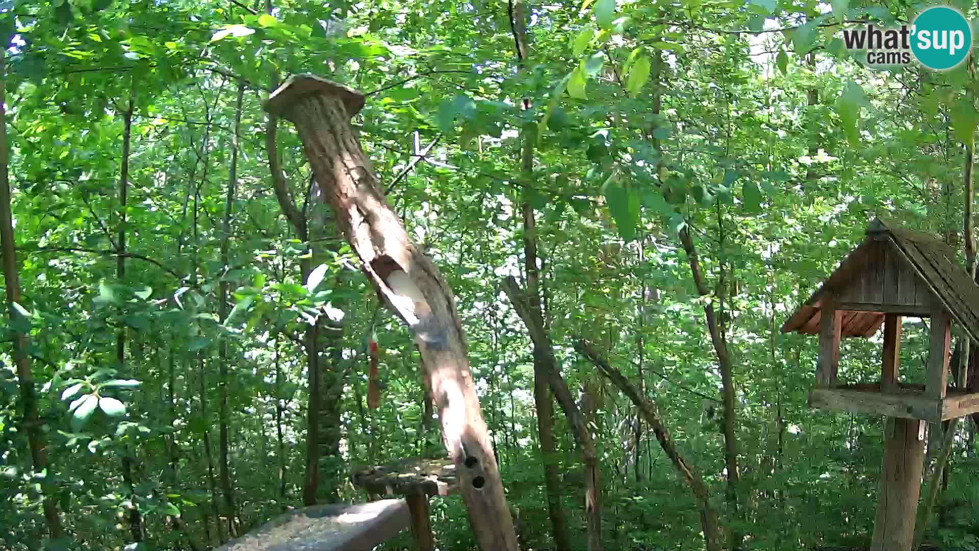 Mangeoires pour oiseaux au ZOO live webcam Ljubljana