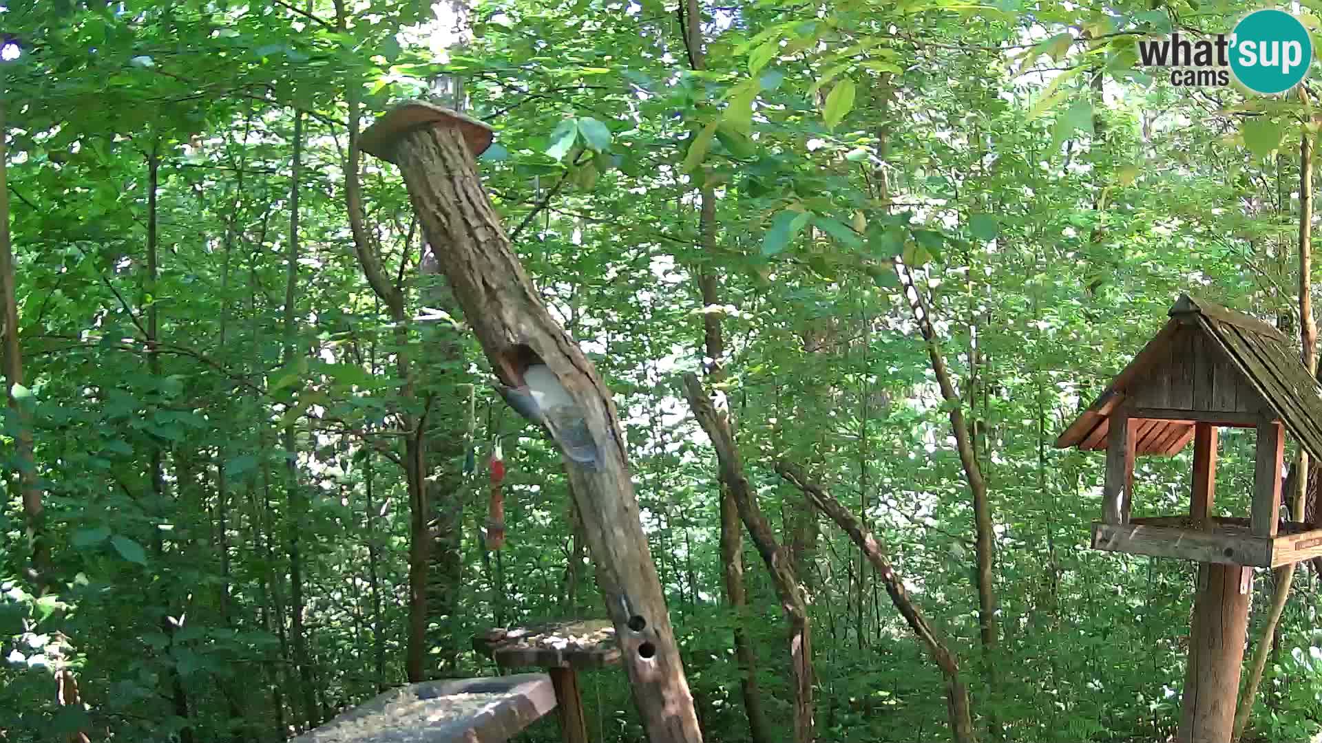 Krmilnice za ptiče v ZOO Ljubljana spletna kamera