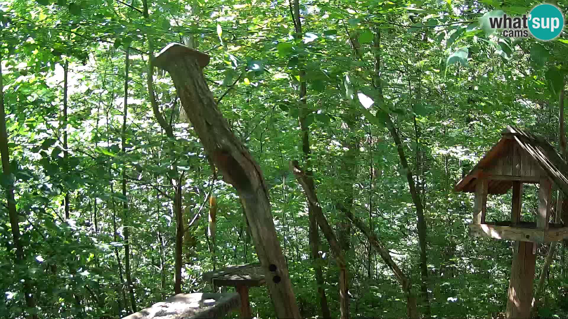 Bird feeders at ZOO Ljubljana webcam