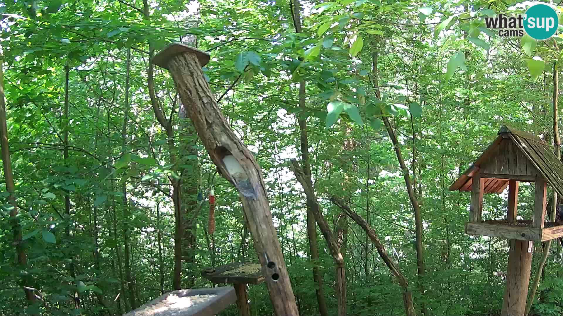 Comederos para pájaros en ZOO Ljubljana camera en vivo