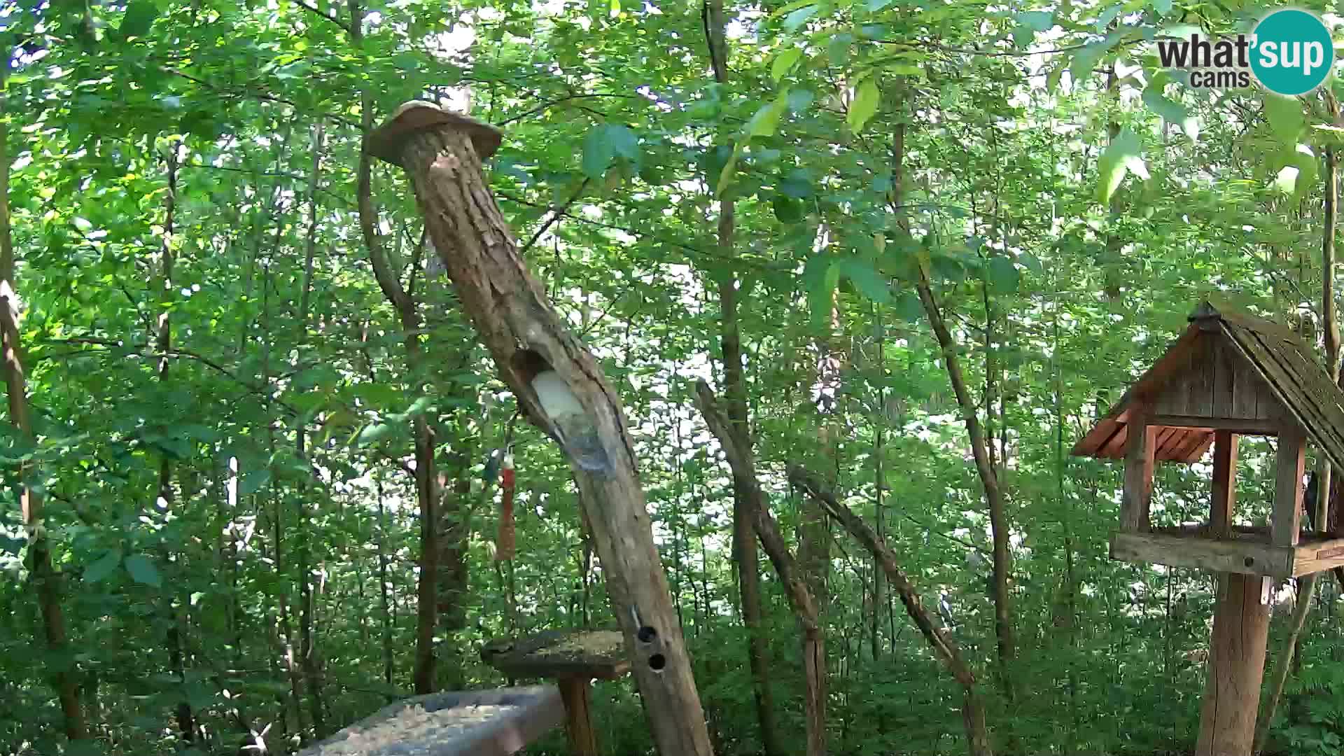 Bird feeders at ZOO Ljubljana webcam
