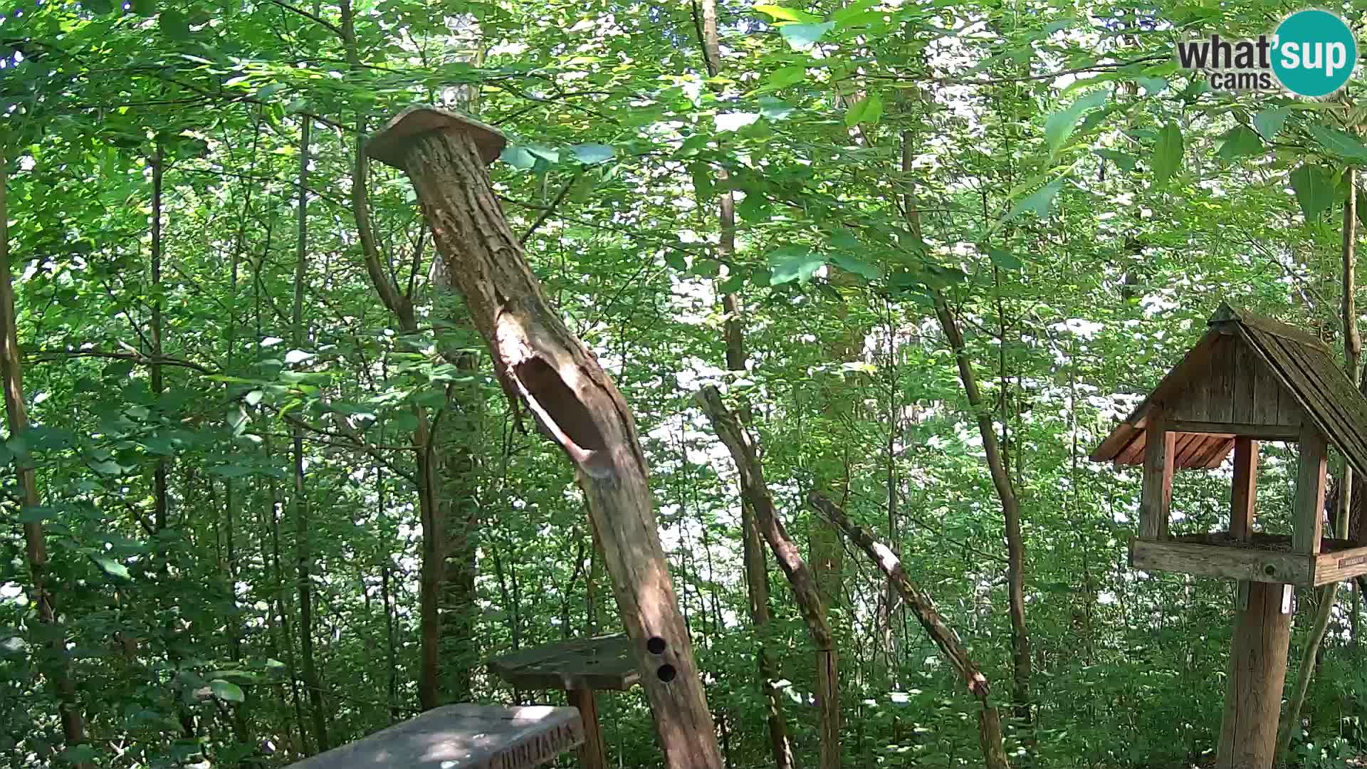 Vogelfutterhäuschen im ZOO webcam Ljubljana