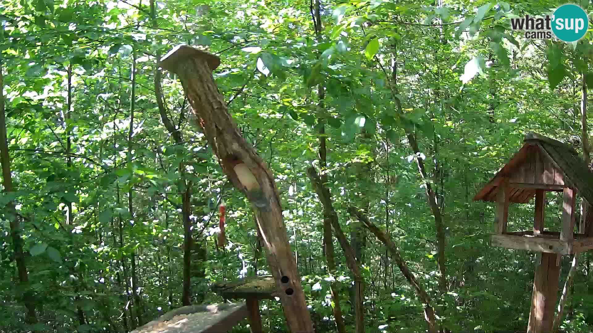 Hranilice za ptice u ZOO web kamera Ljubljana
