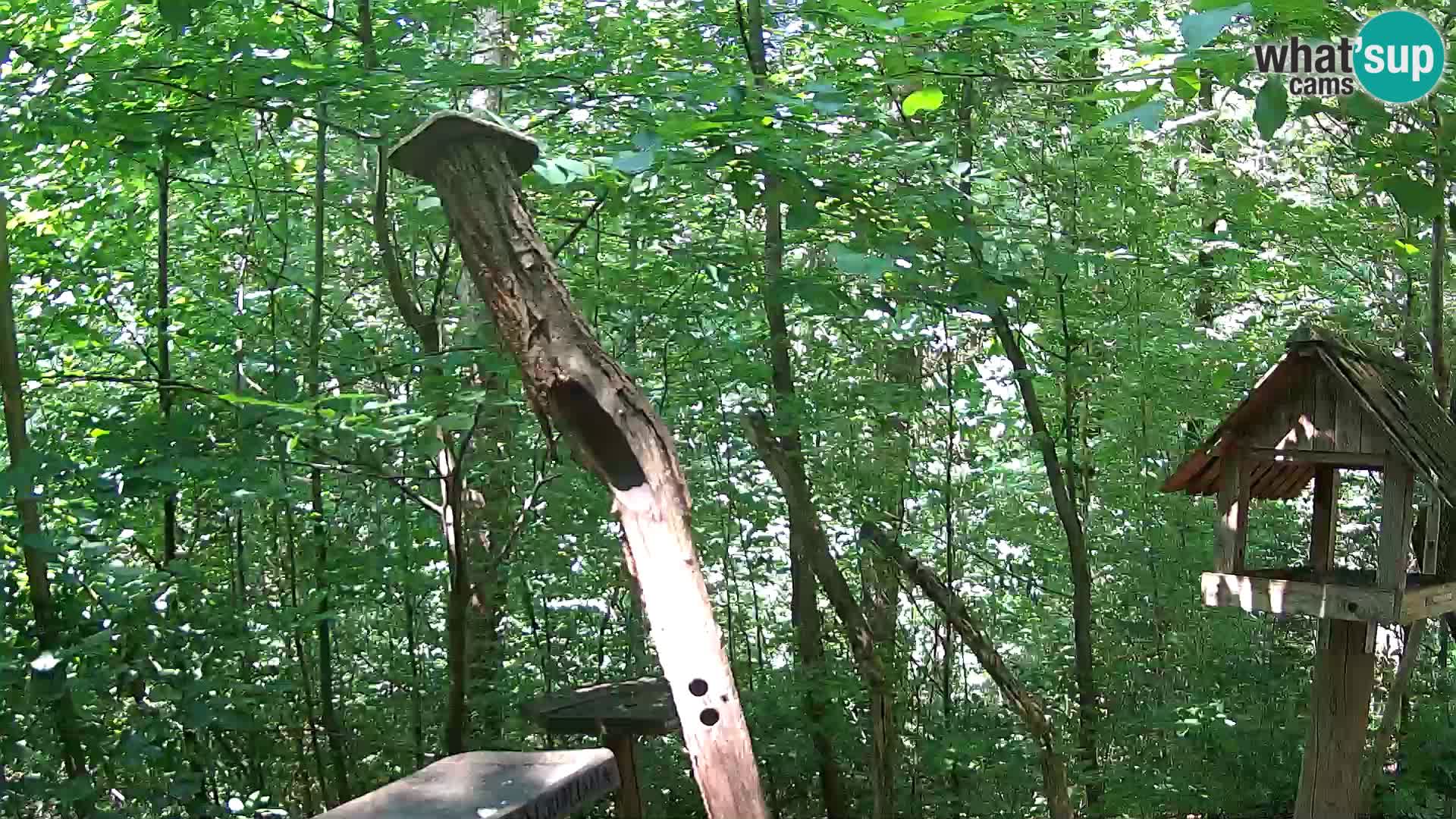 Mangiatoie per uccelli allo ZOO di Lubiana livecam