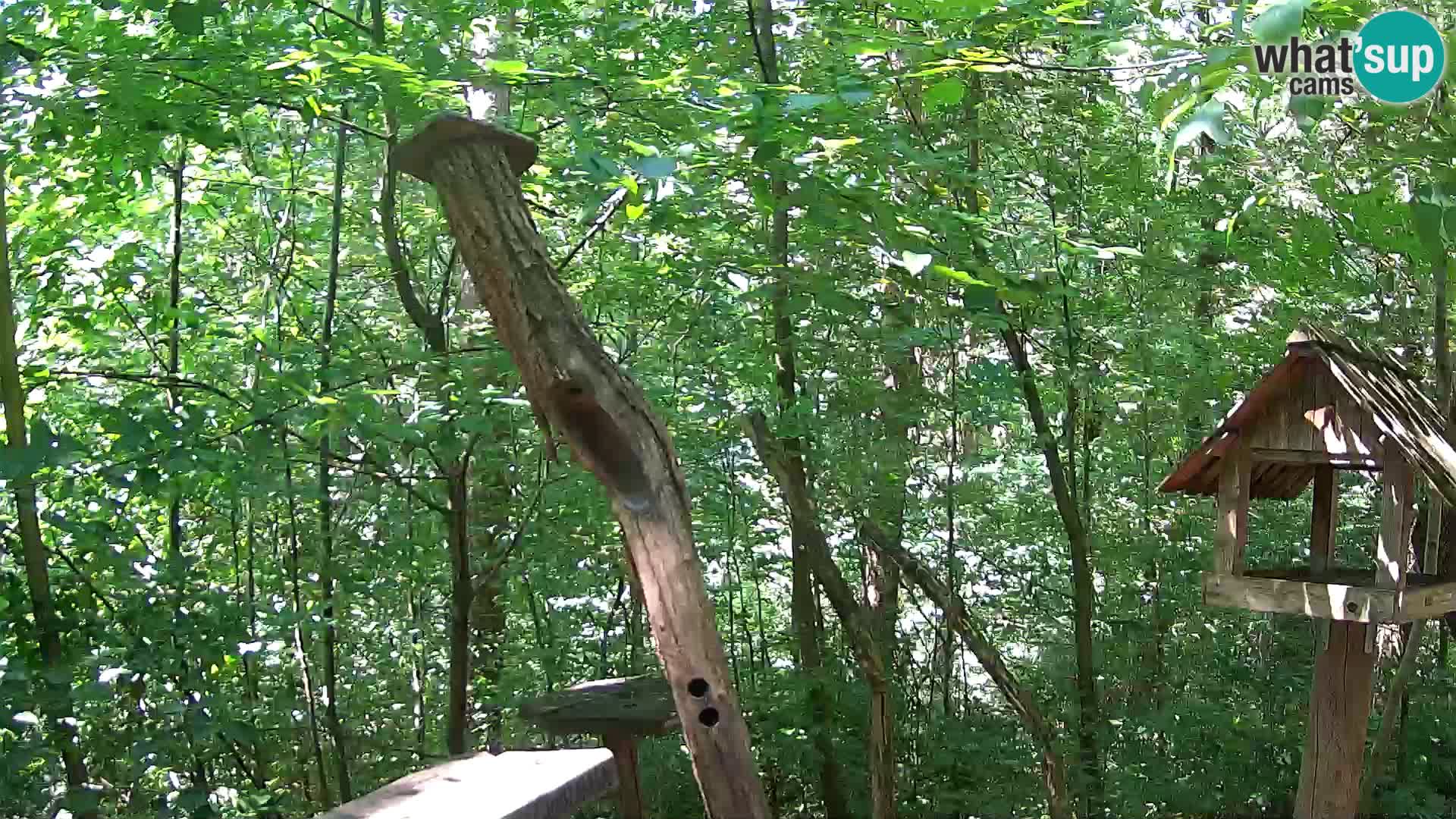 Mangiatoie per uccelli allo ZOO di Lubiana livecam