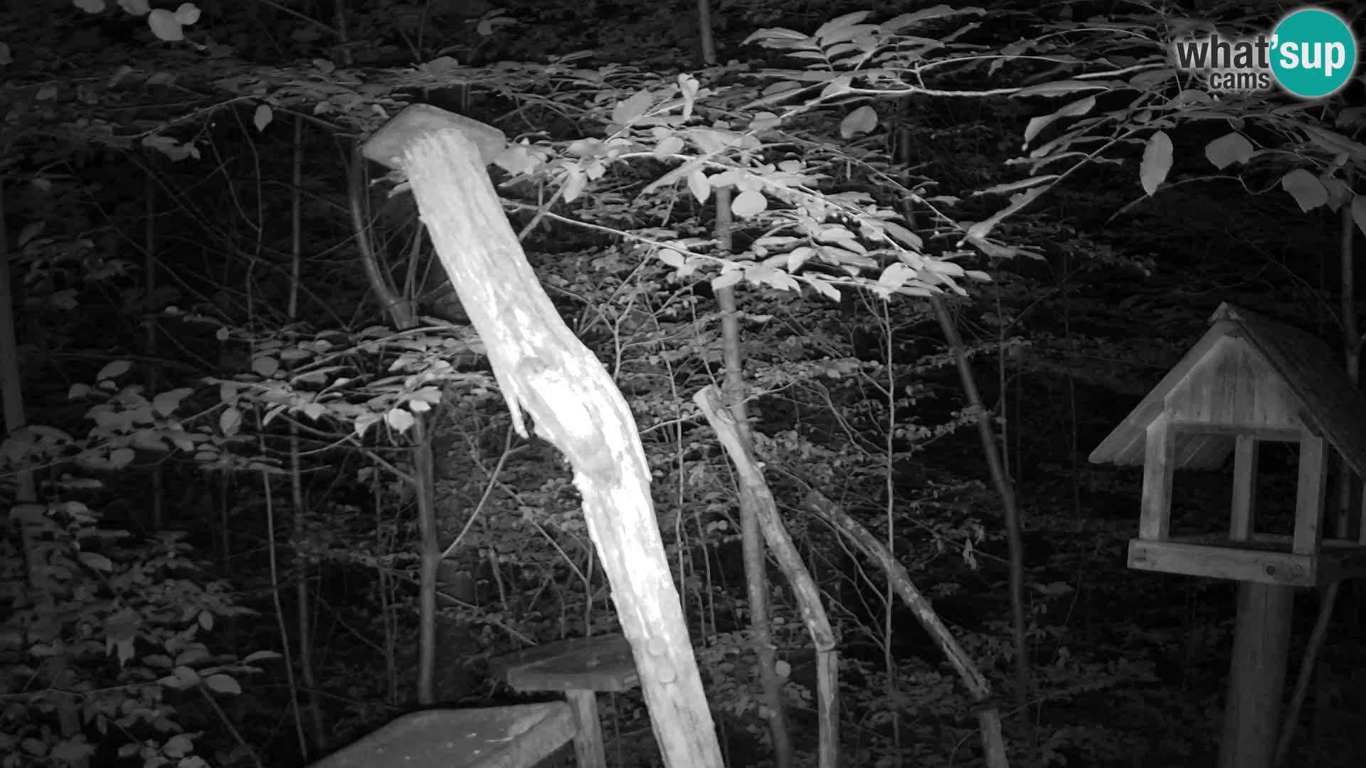 Mangiatoie per uccelli allo ZOO di Lubiana livecam