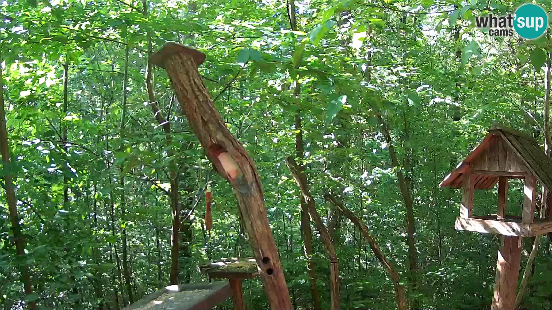Bird feeders at ZOO Ljubljana webcam