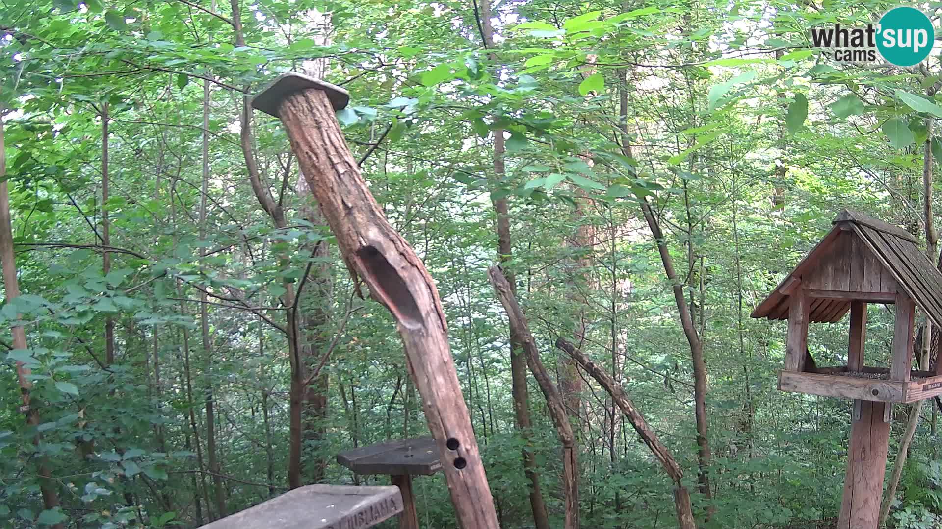 Vogelfutterhäuschen im ZOO webcam Ljubljana