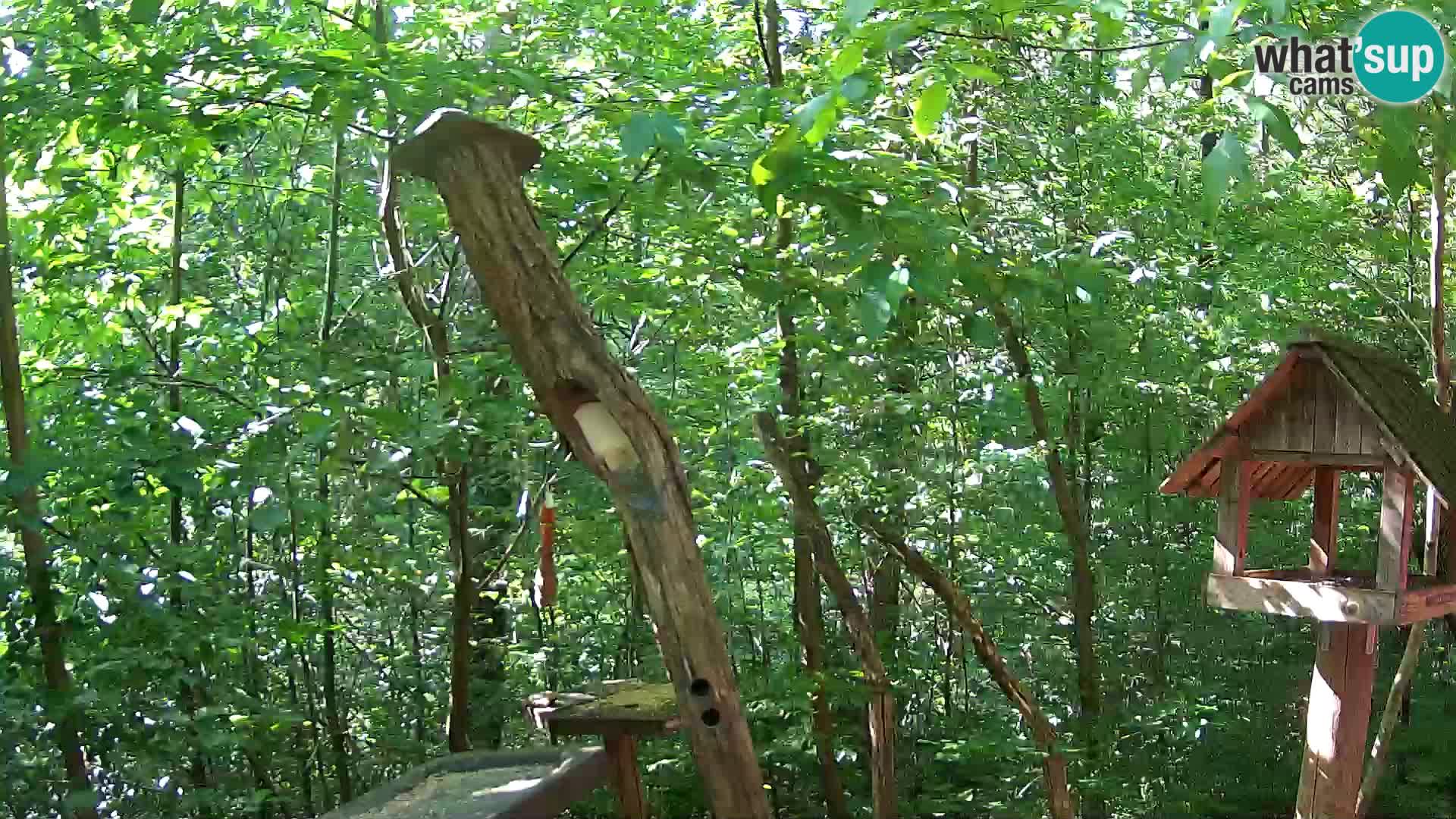 Bird feeders at ZOO Ljubljana webcam