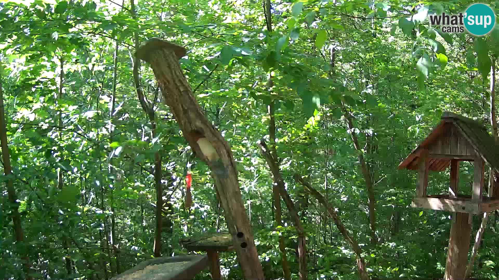 Bird feeders at ZOO Ljubljana webcam