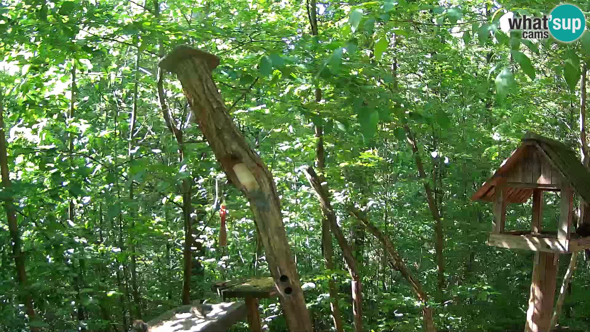 Bird feeders at ZOO Ljubljana webcam
