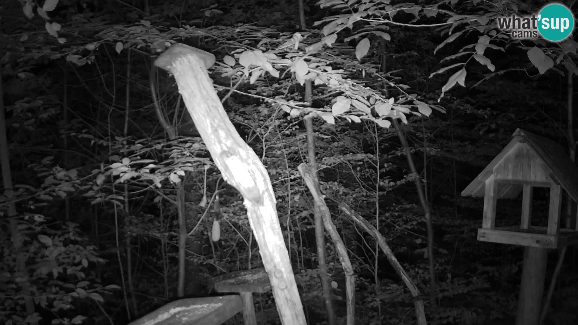 Mangeoires pour oiseaux au ZOO live webcam Ljubljana