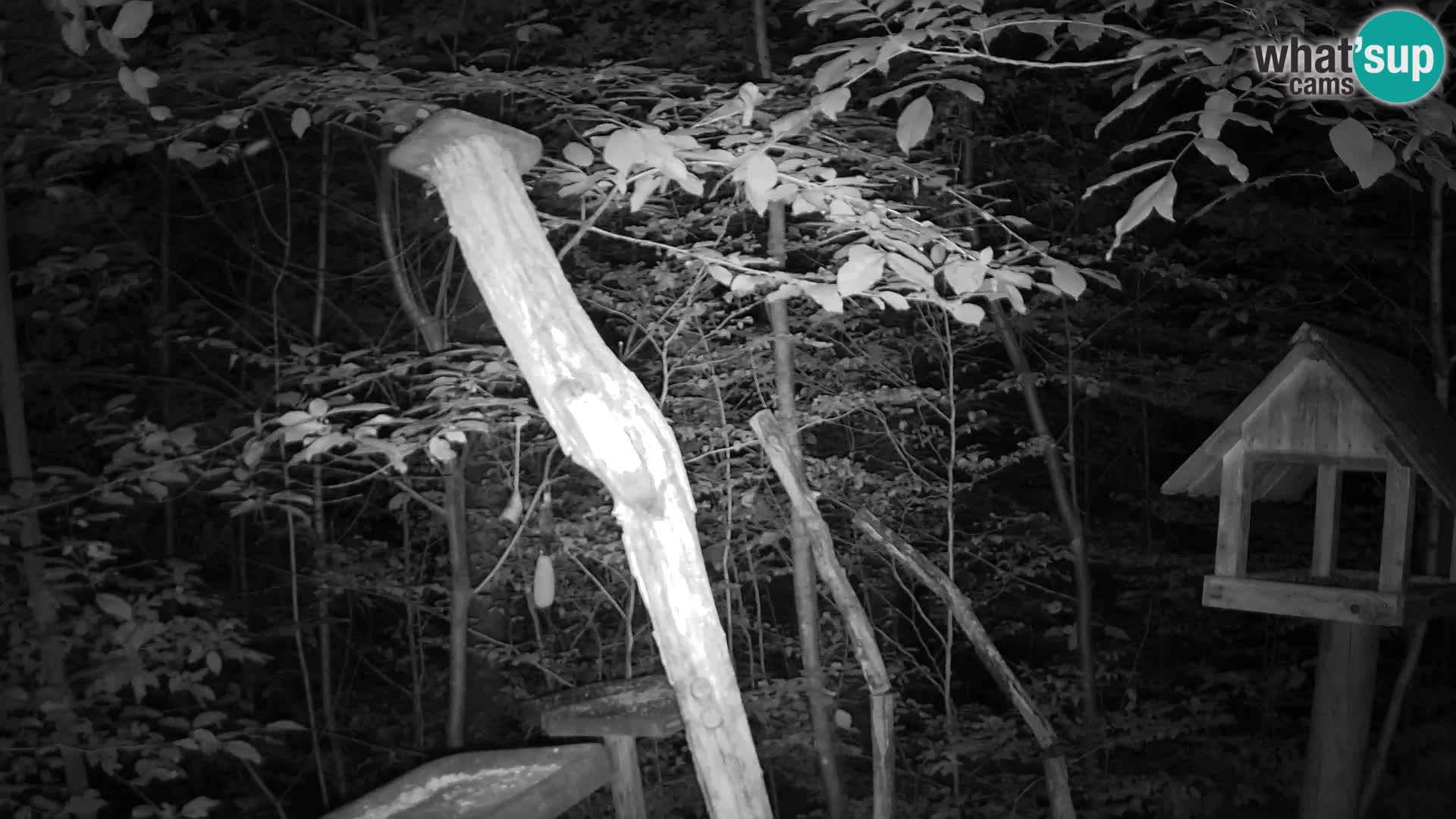 Vogelfutterhäuschen im ZOO webcam Ljubljana