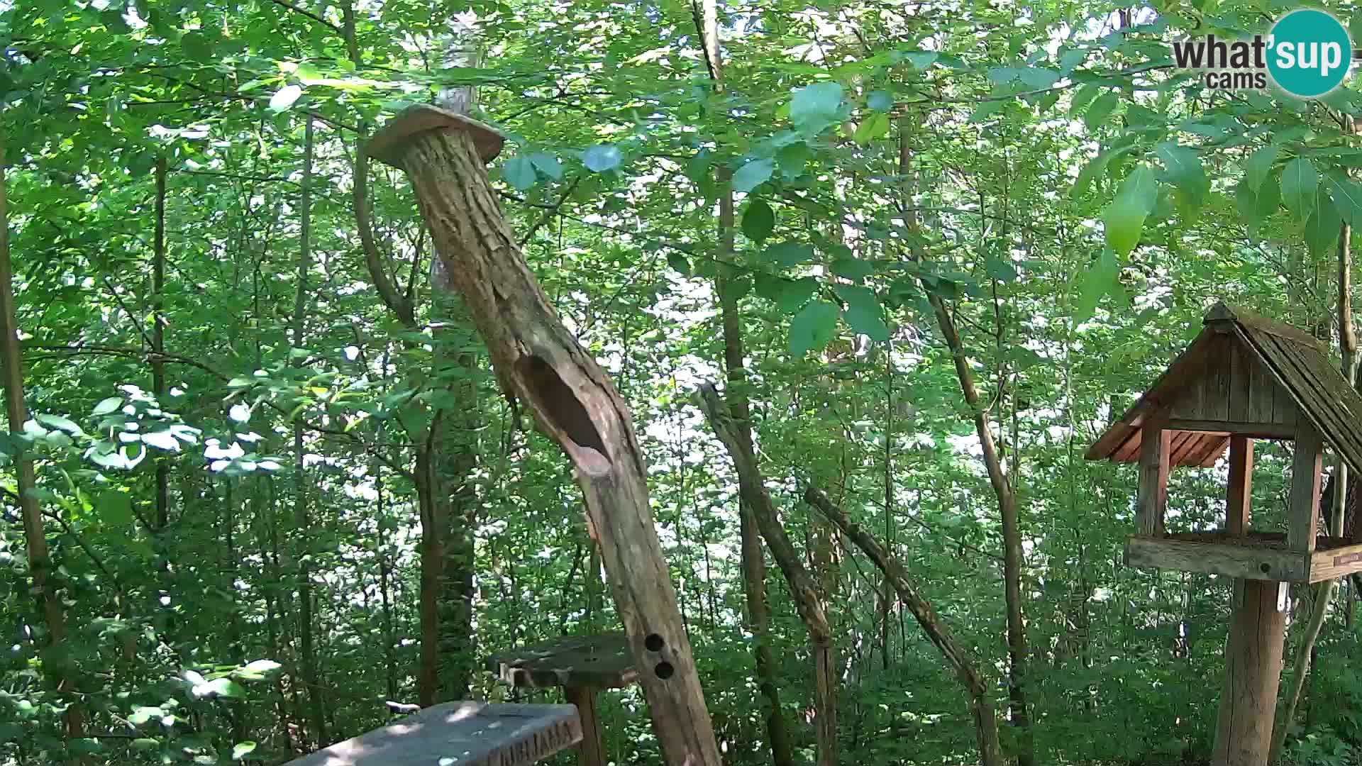 Bird feeders at ZOO Ljubljana webcam