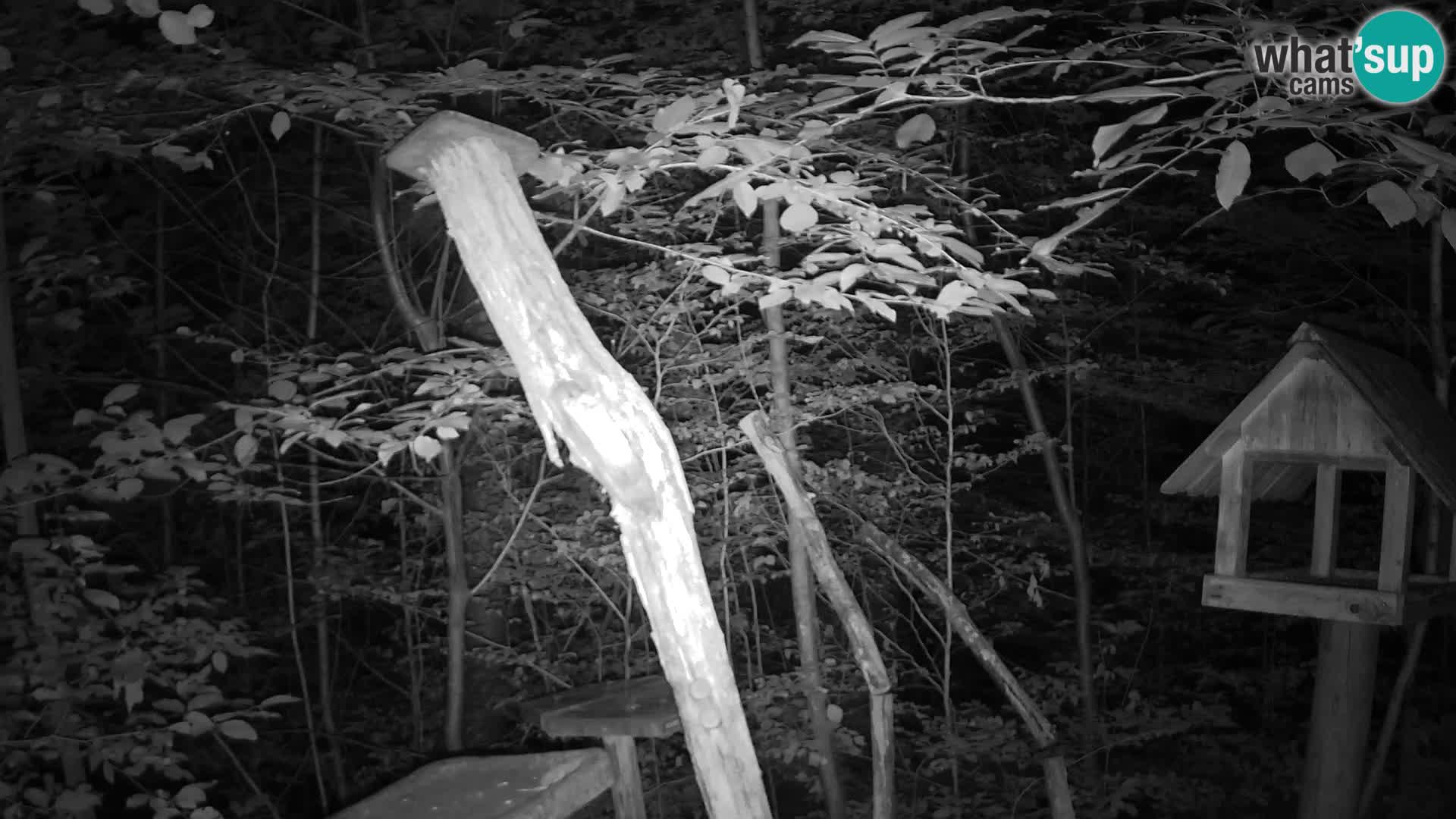 Mangiatoie per uccelli allo ZOO di Lubiana livecam