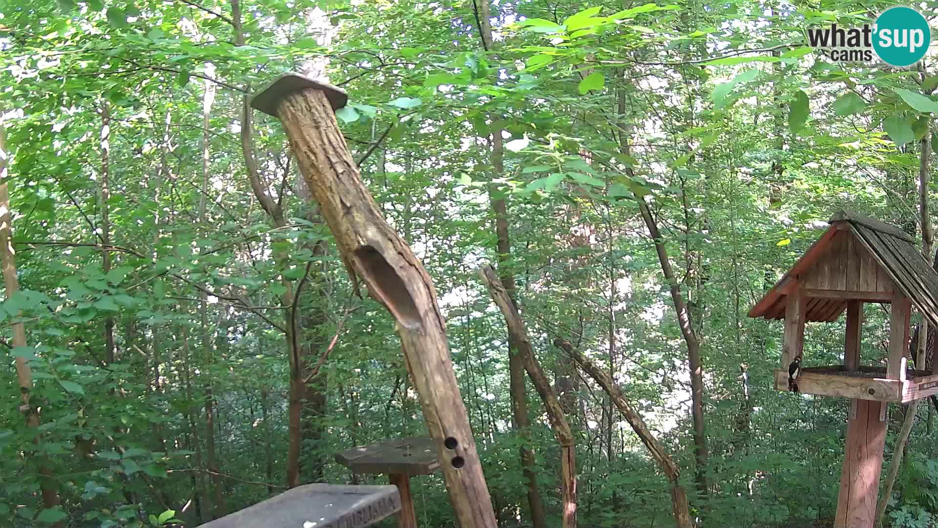 Hranilice za ptice u ZOO web kamera Ljubljana
