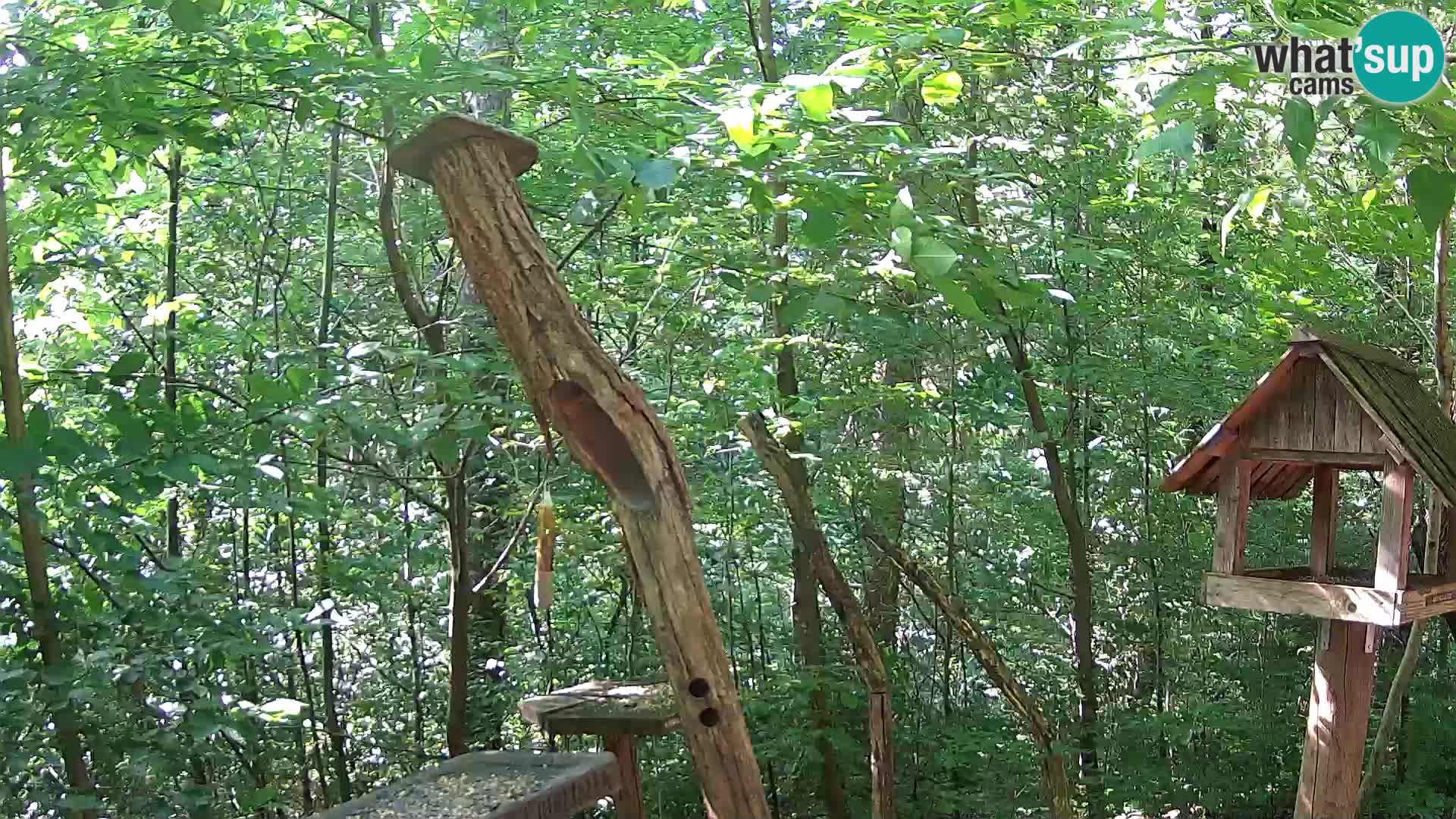 Mangiatoie per uccelli allo ZOO di Lubiana livecam