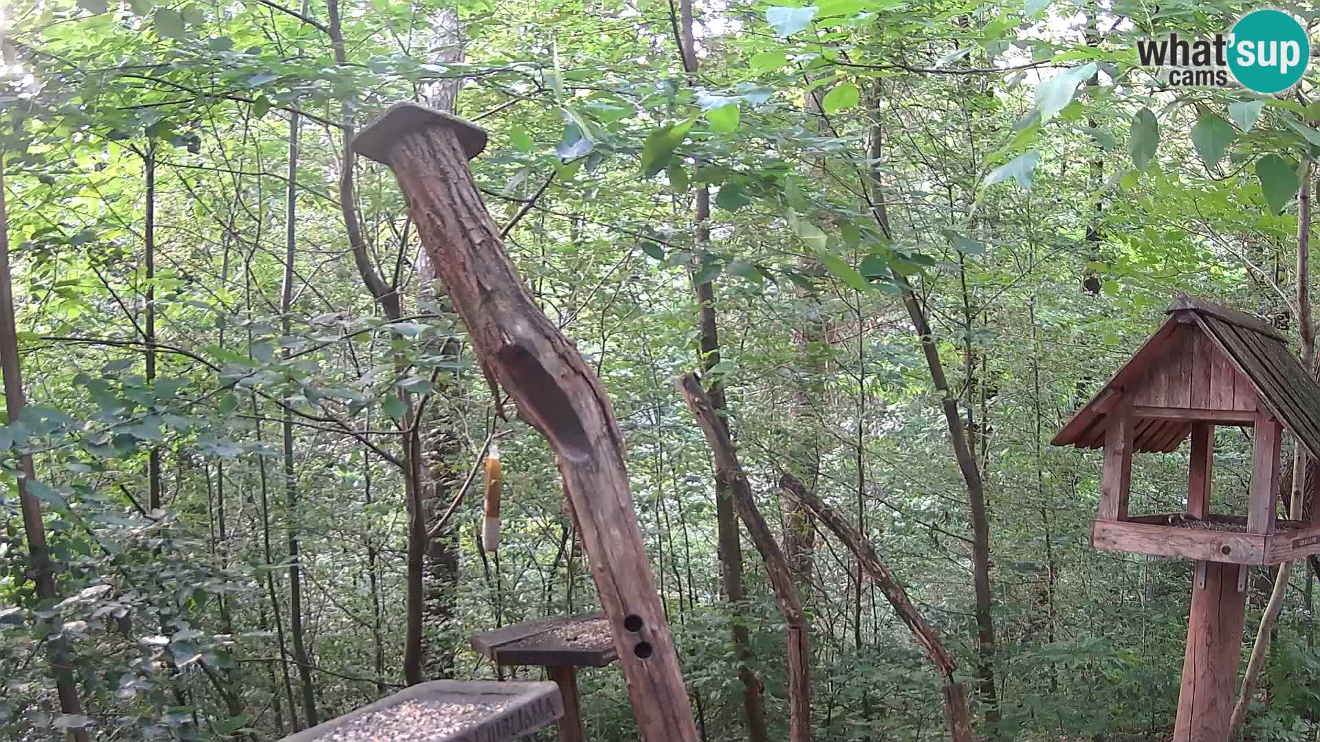 Krmilnice za ptiče v ZOO Ljubljana spletna kamera