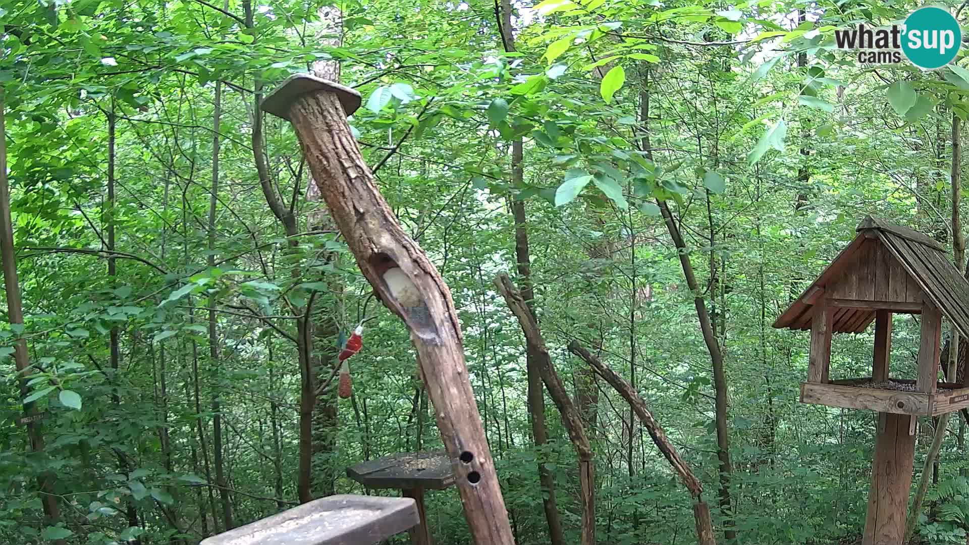 Bird feeders at ZOO Ljubljana webcam