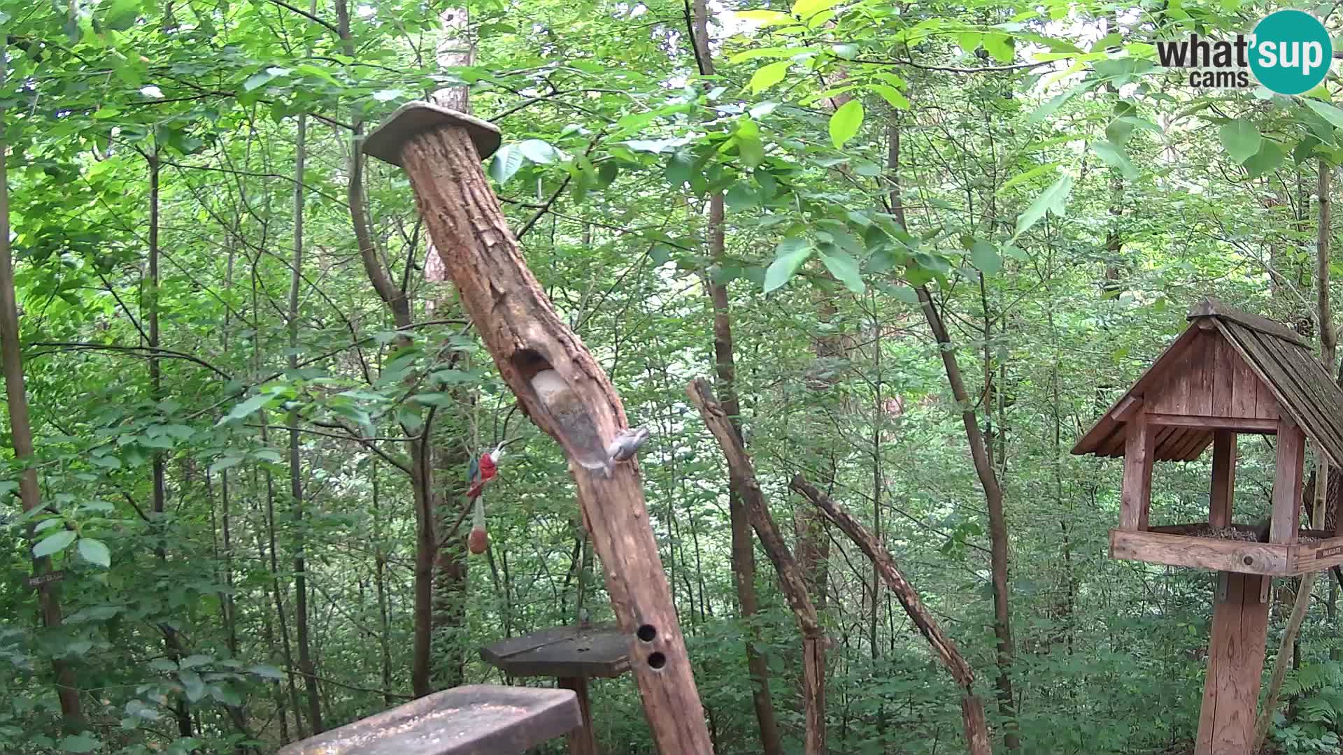 Comederos para pájaros en ZOO Ljubljana camera en vivo